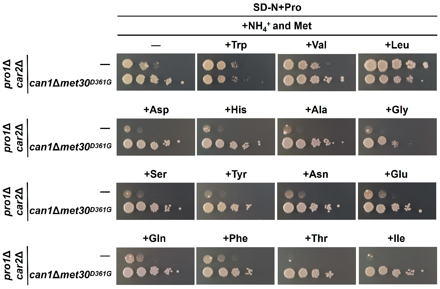 The Yeast F-Box Protein Met30 Regulates Proline Utilization ...