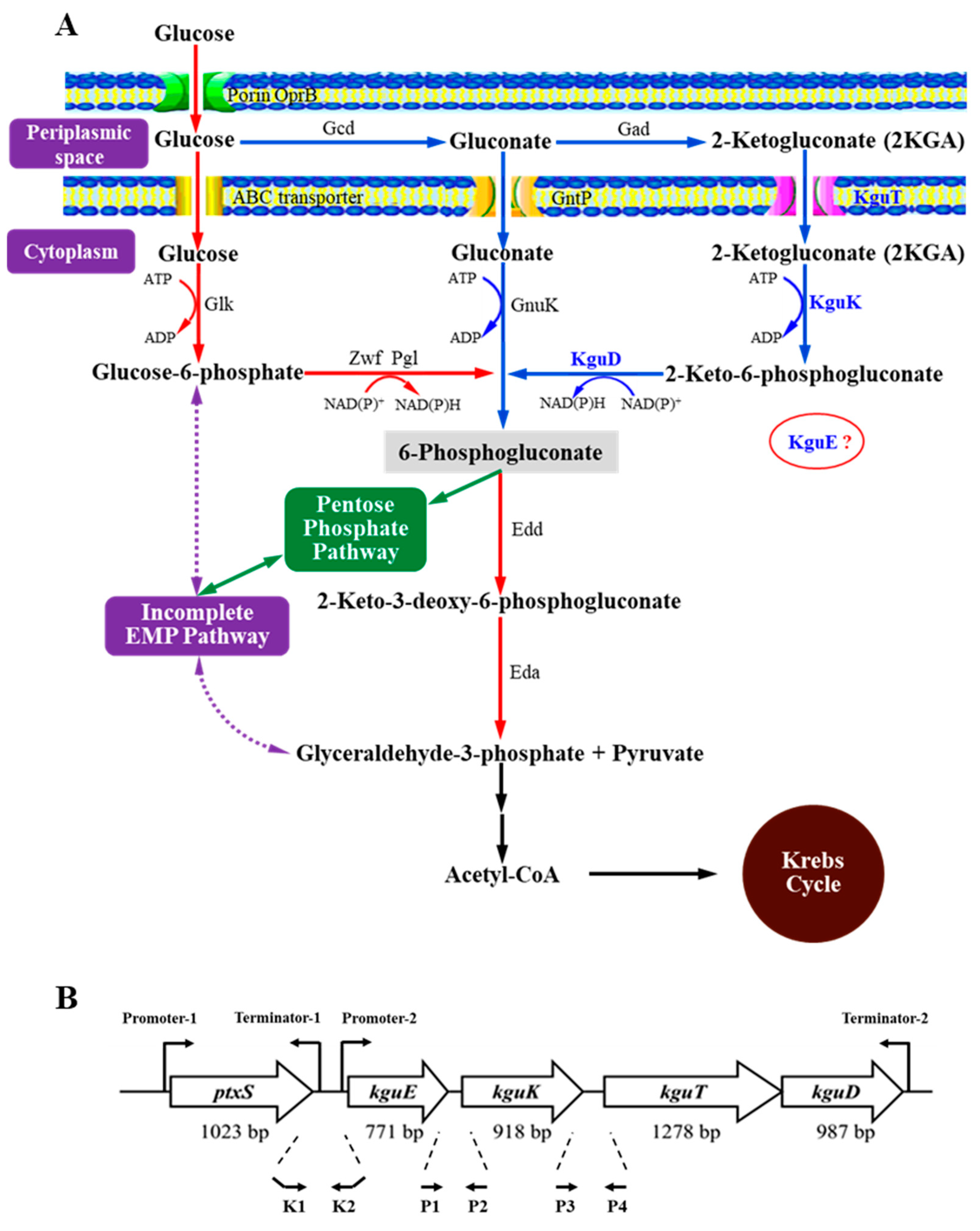 Microorganisms 12 02530 g001