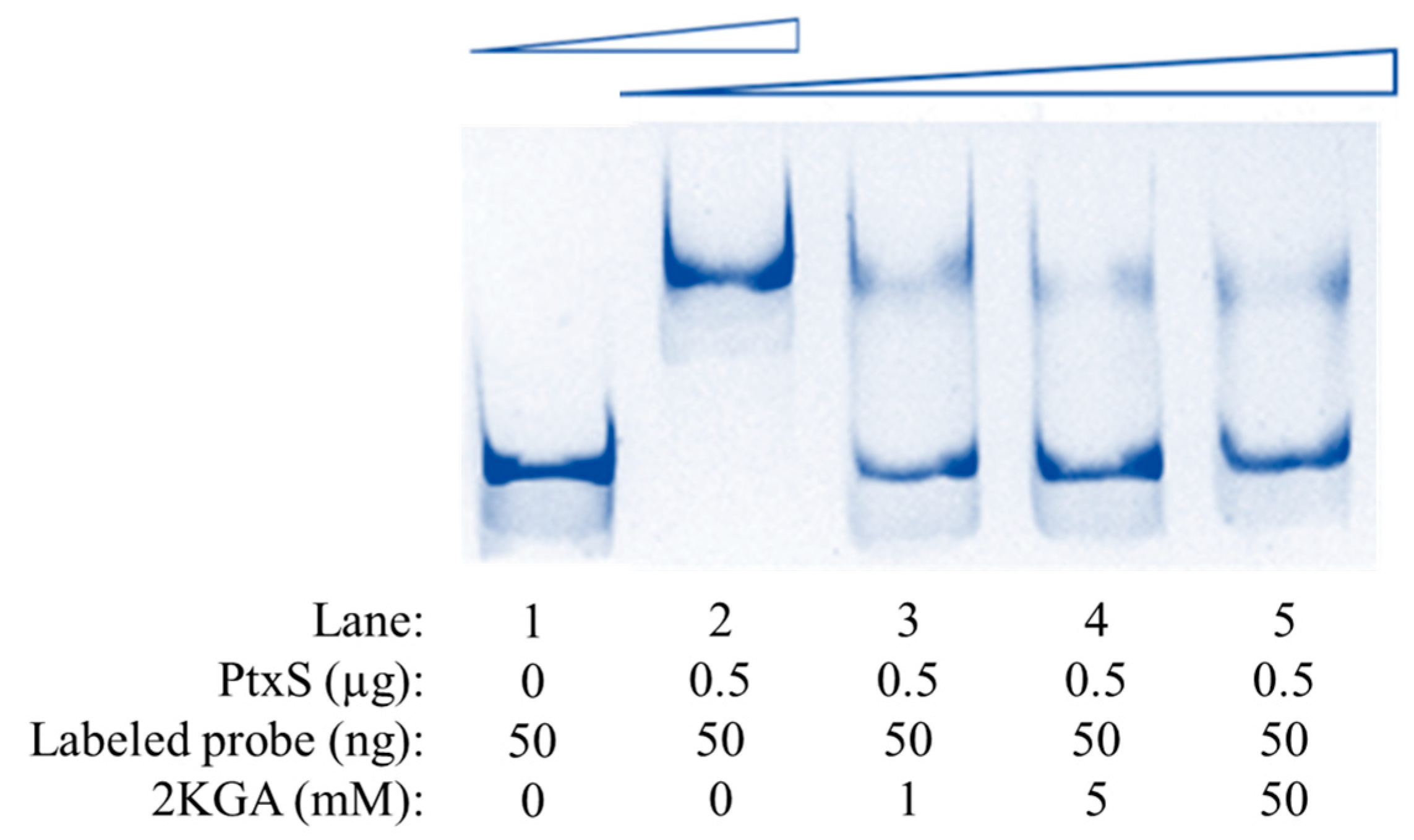 Microorganisms 12 02530 g005