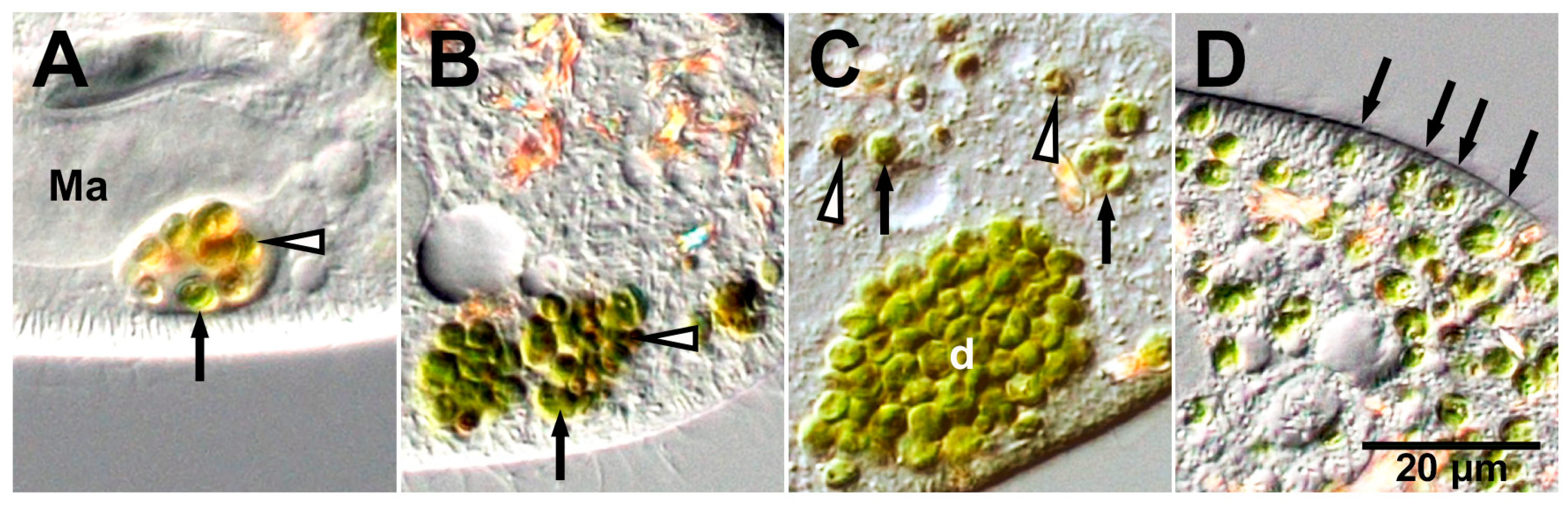 Microorganisms 12 02537 g002