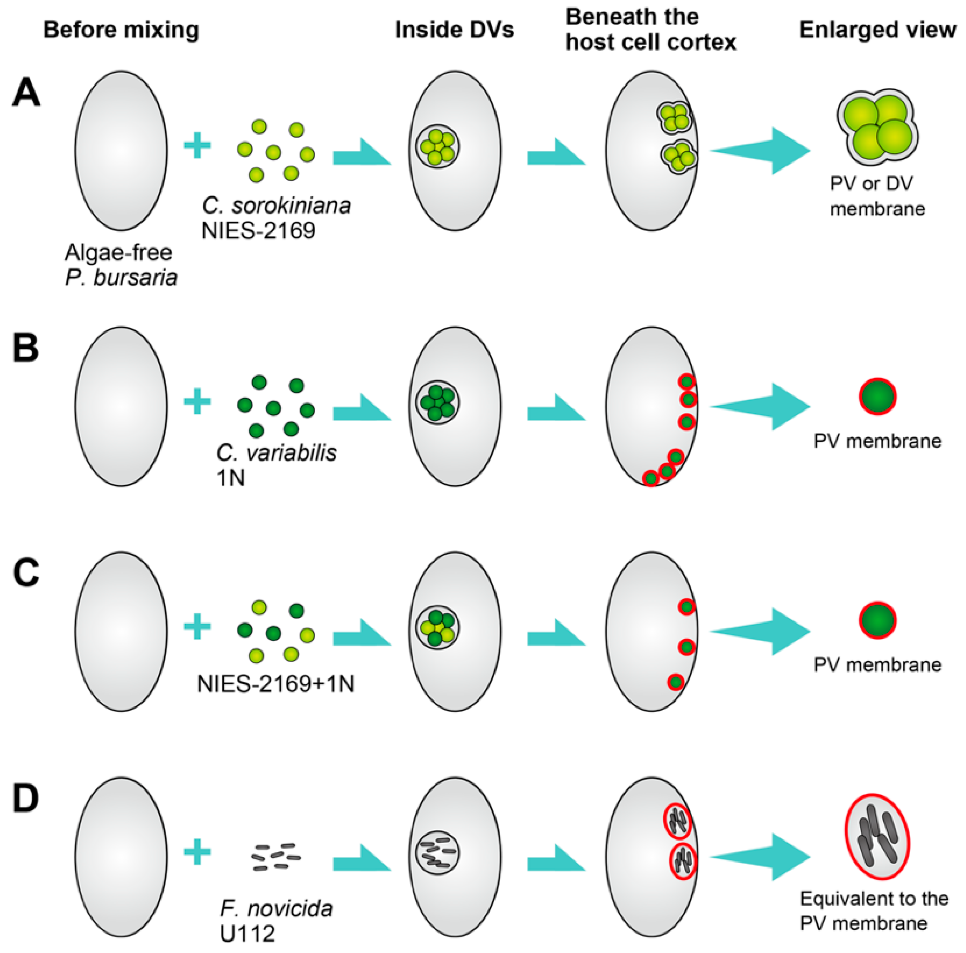 Microorganisms 12 02537 g003