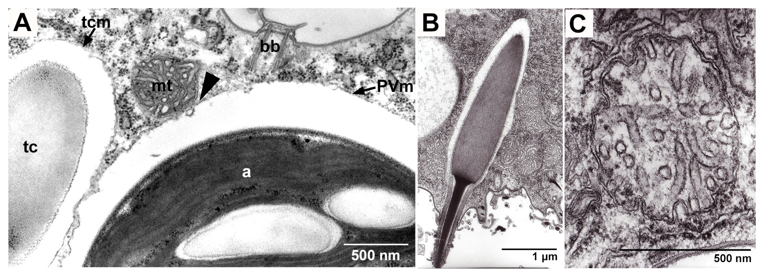 Microorganisms 12 02537 g005