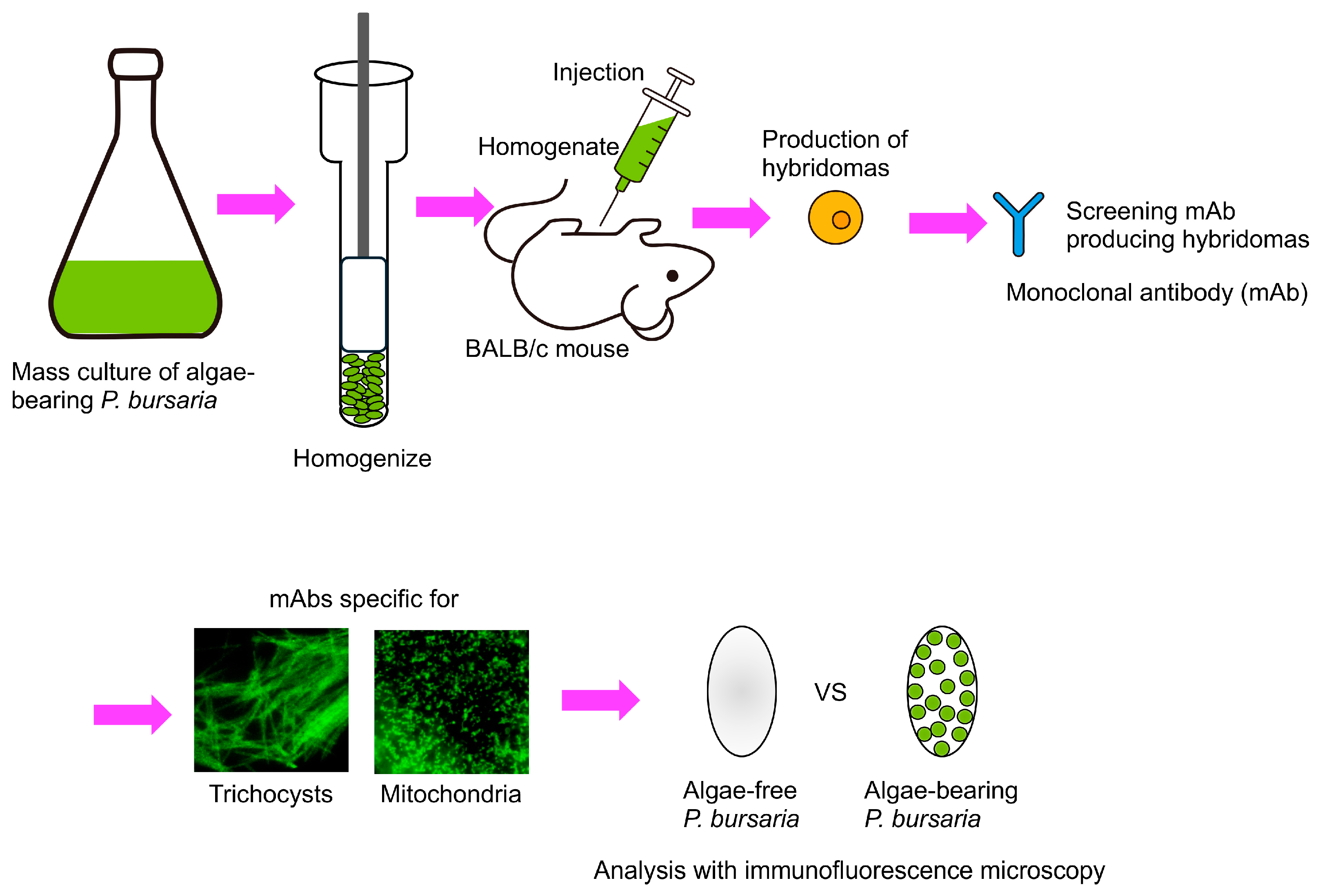Microorganisms 12 02537 g006