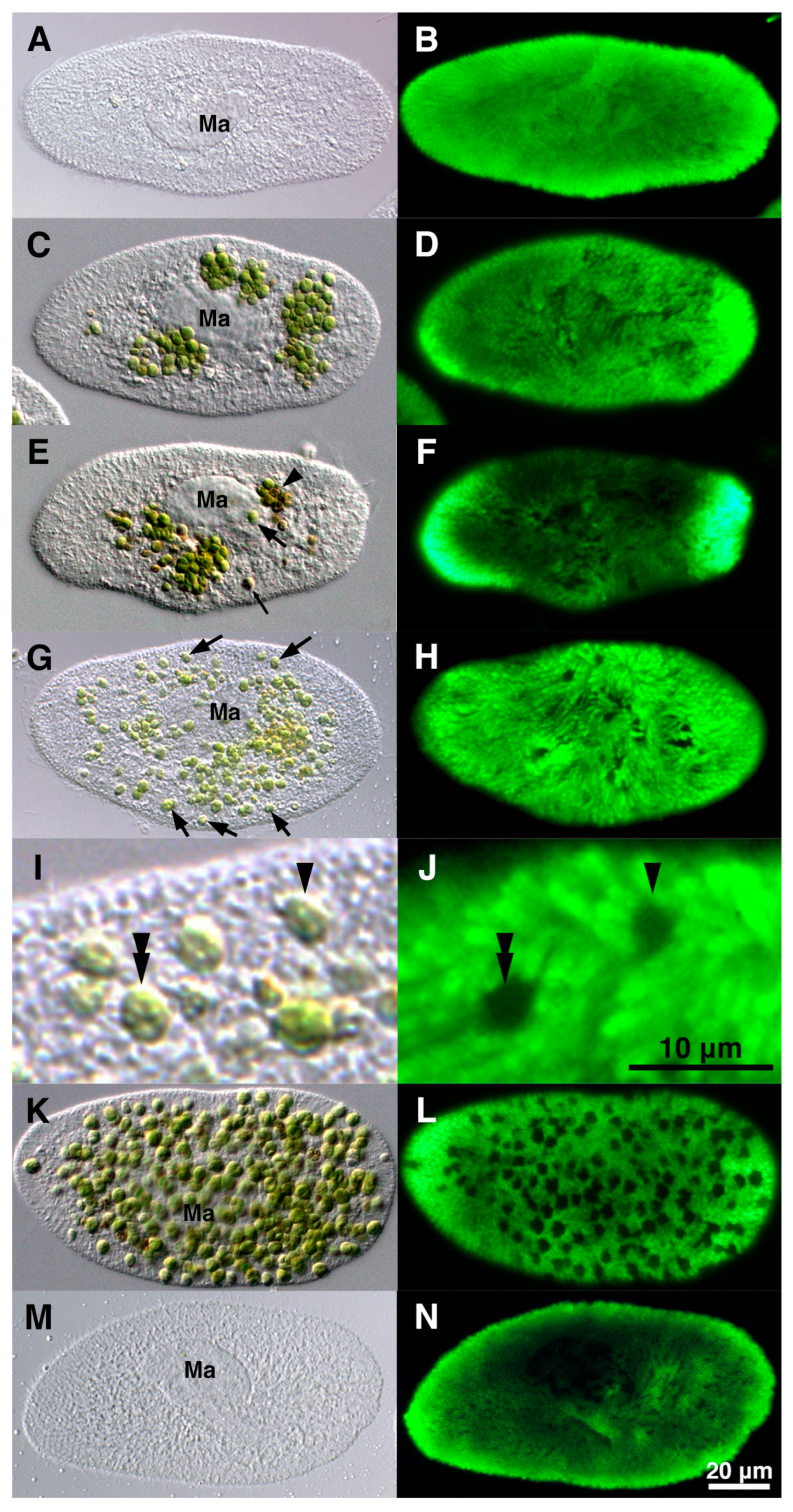 Microorganisms 12 02537 g007