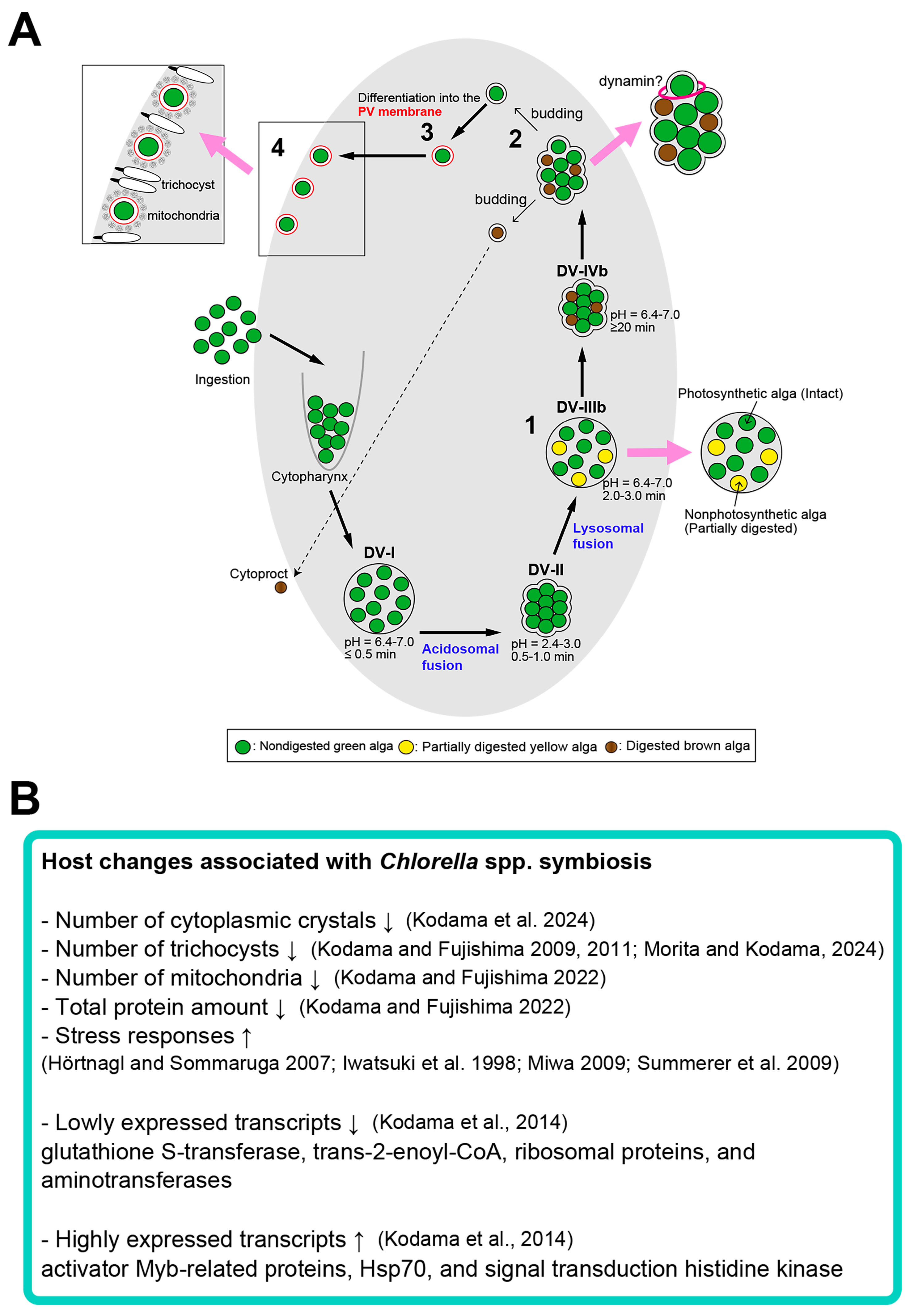 Microorganisms 12 02537 g009
