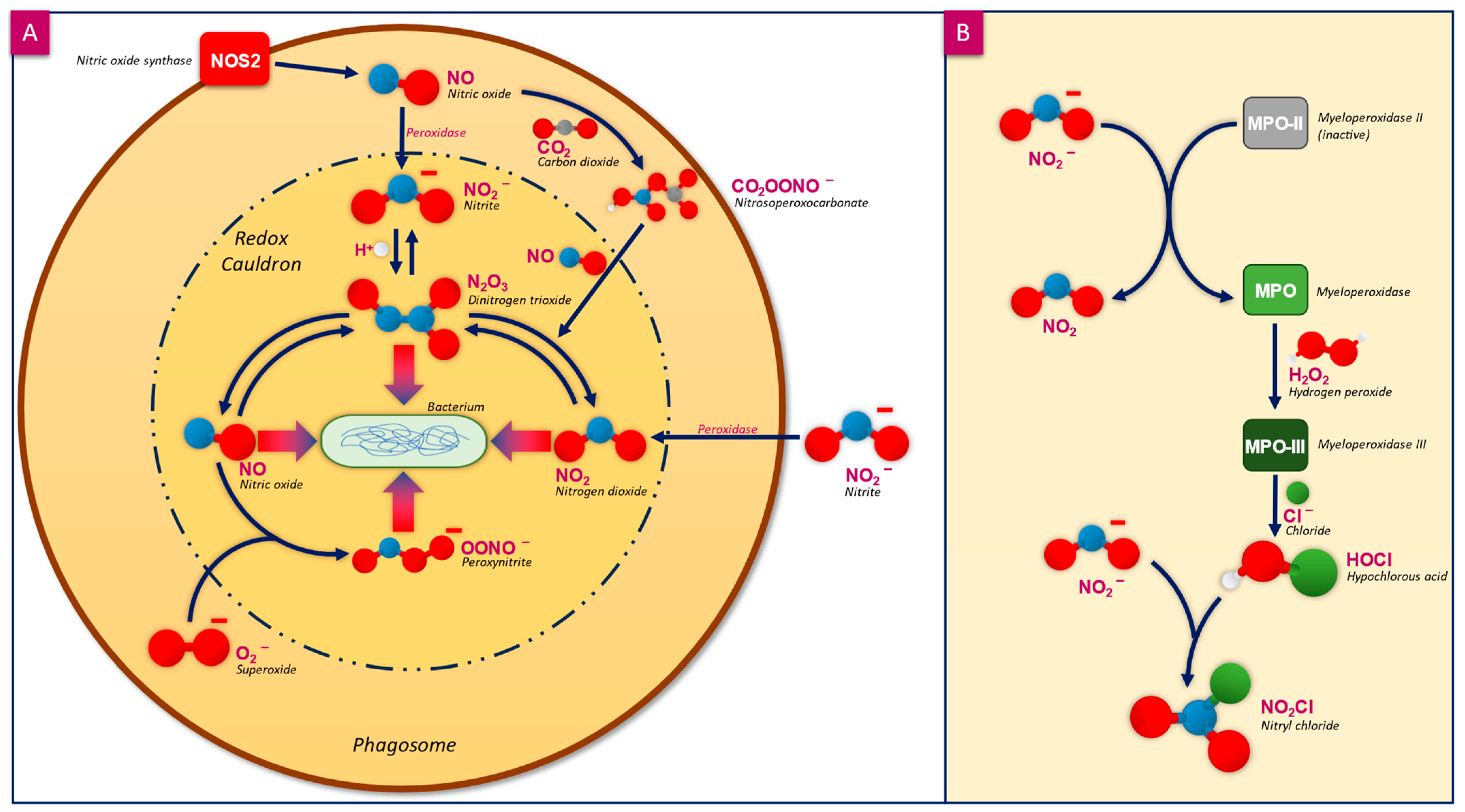Microorganisms 12 02543 g001