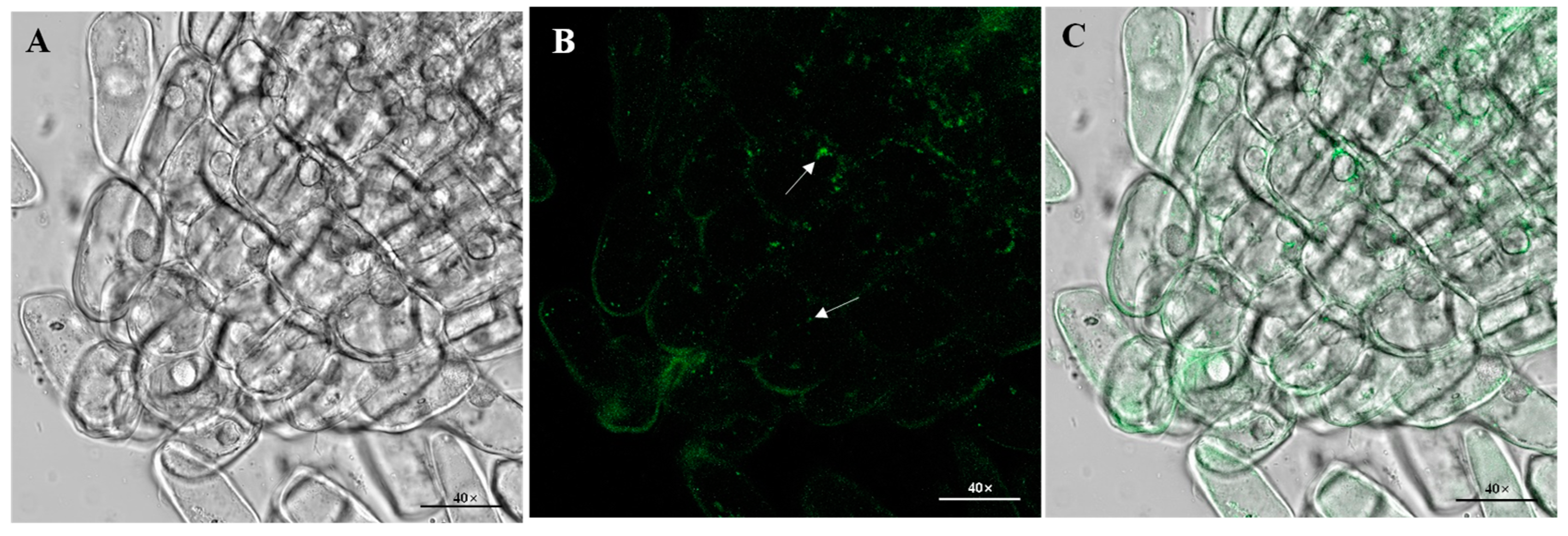 A Seed Endophytic Bacterium Cronobacter dublinensis BC-14