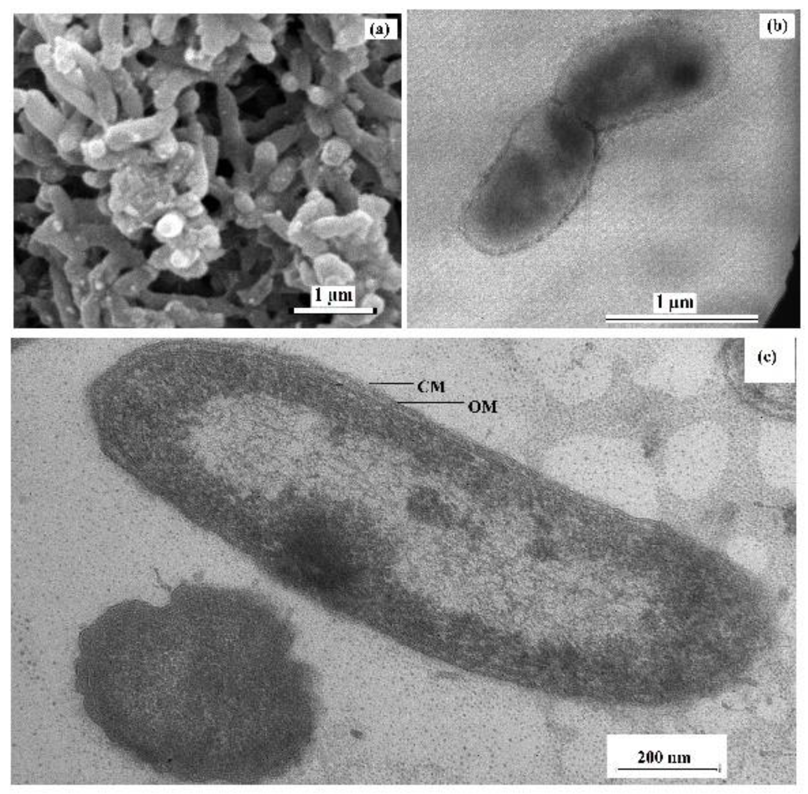 Microorganisms 12 02552 g001