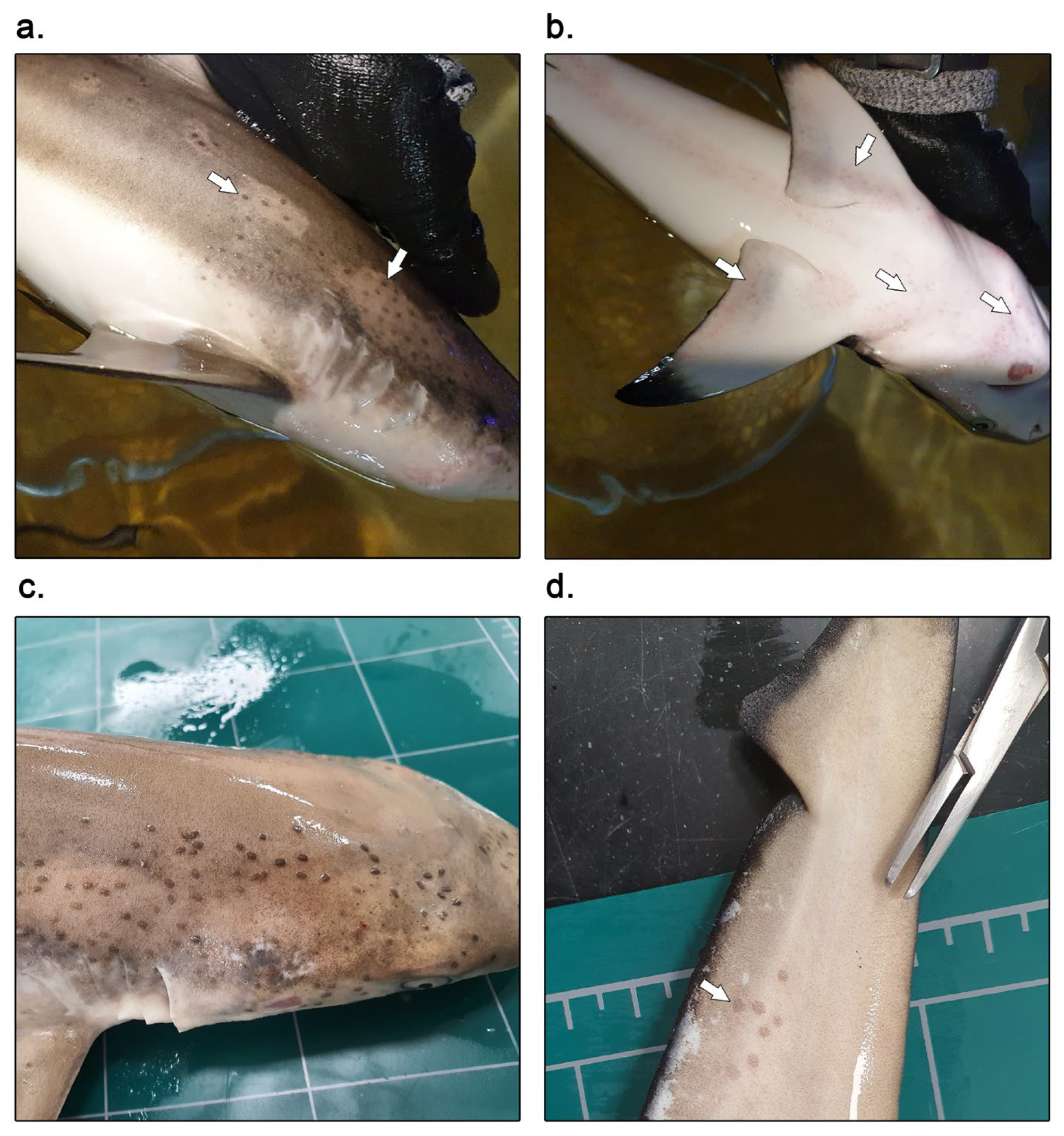 Microorganisms 12 02558 g001