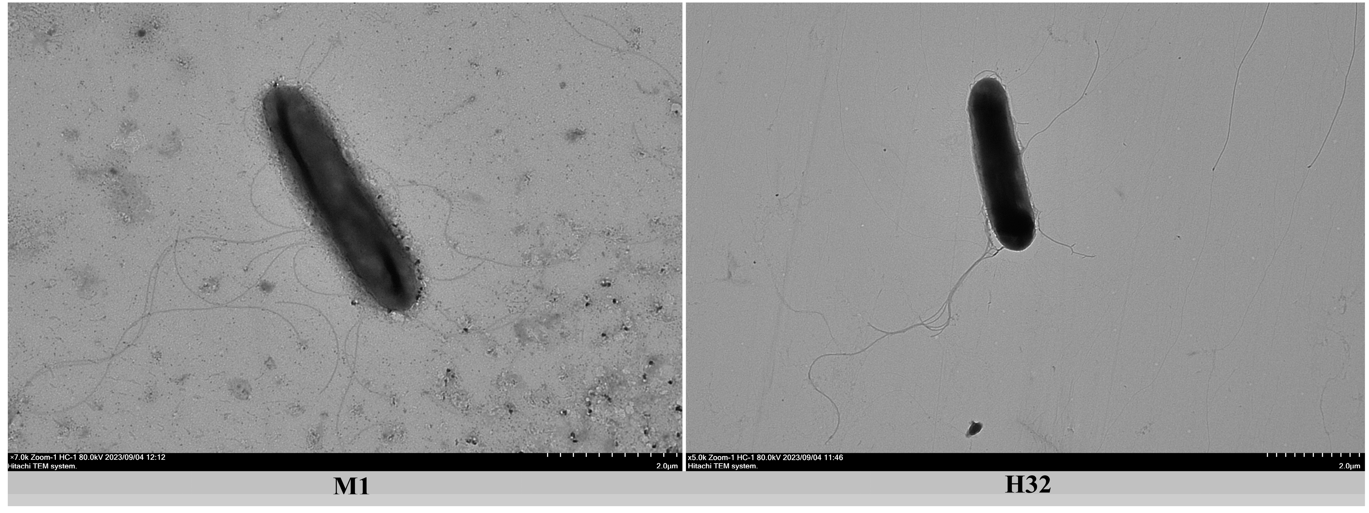 Microorganisms 12 02561 g003 Microorganisms 12 02561 g003