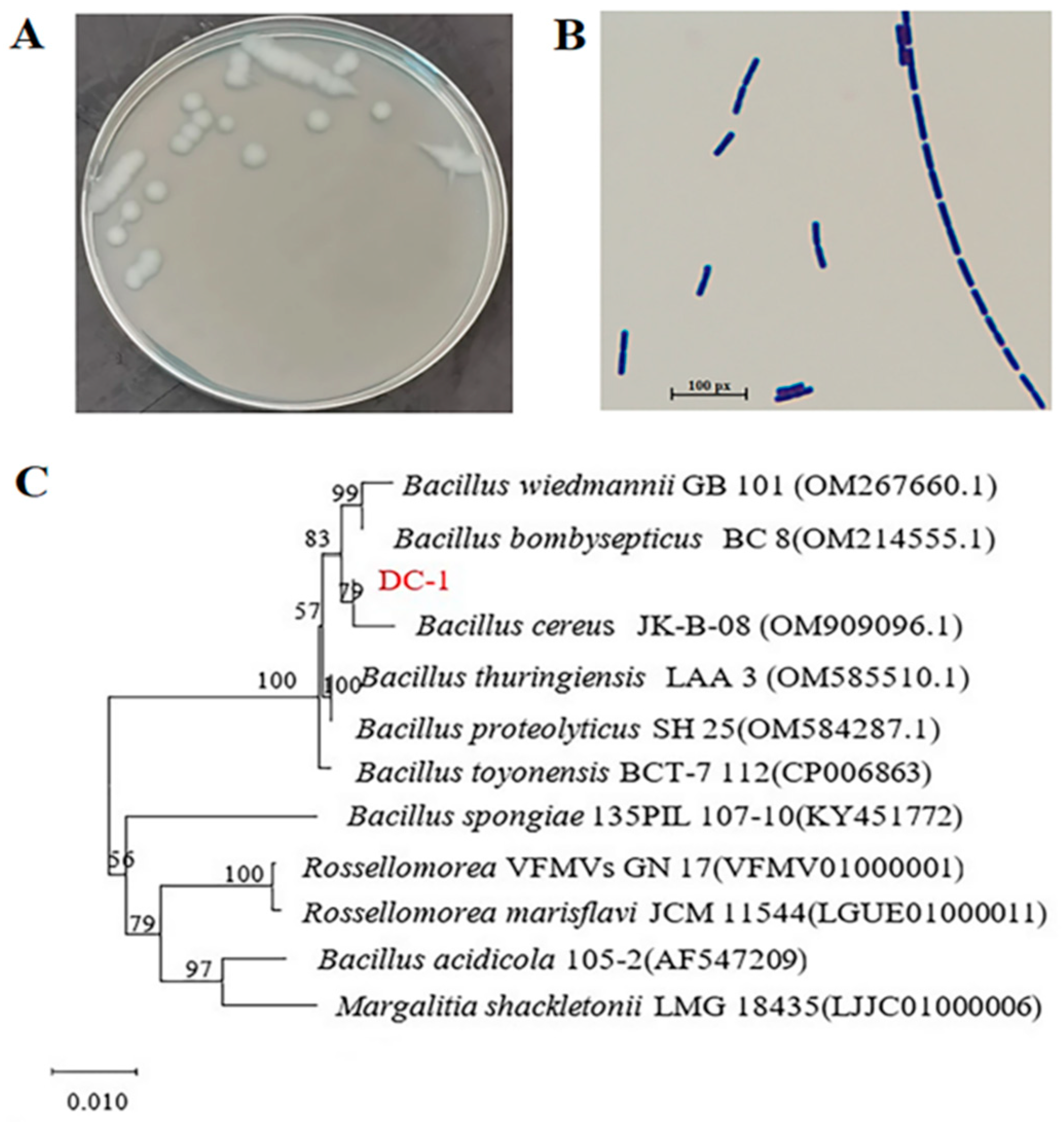 Microorganisms 12 02568 g001