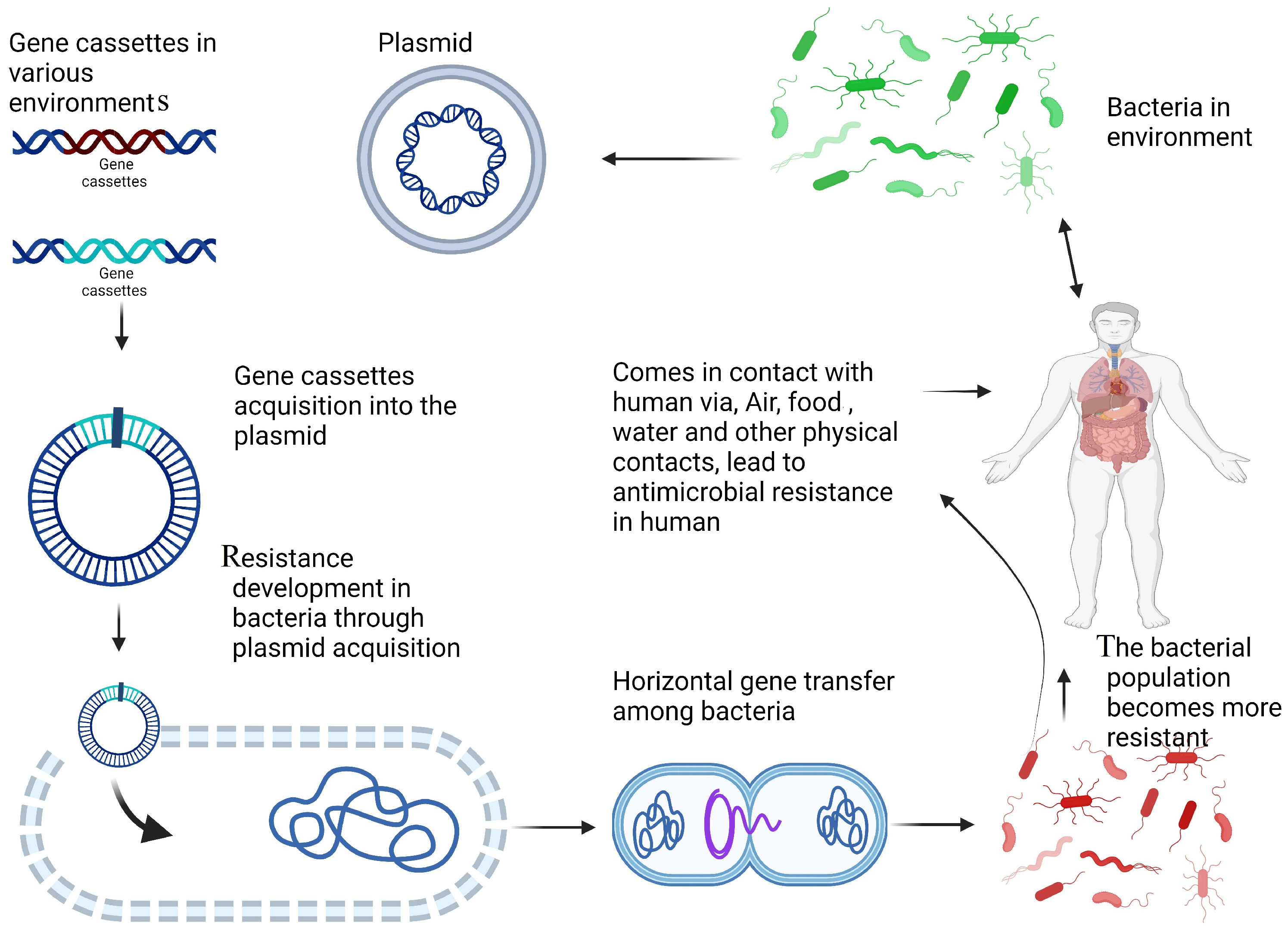 Microorganisms 12 02579 g004