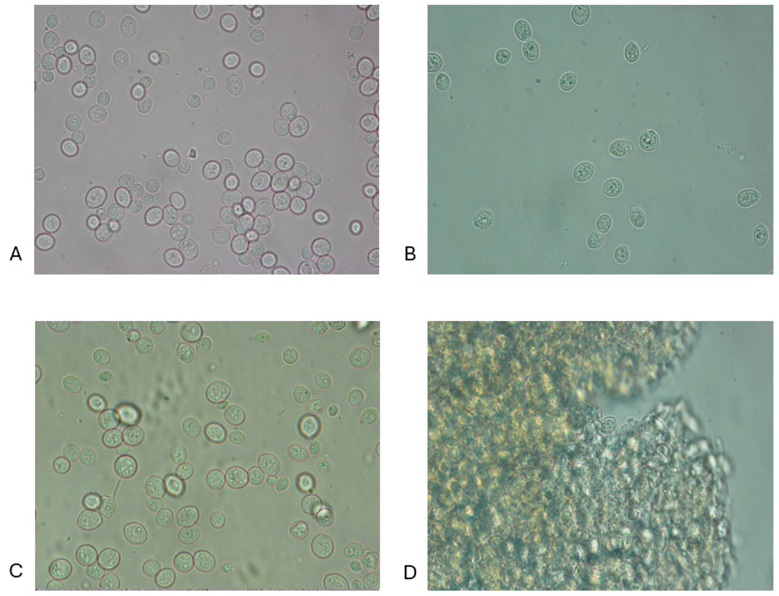 Microorganisms 12 02596 g001