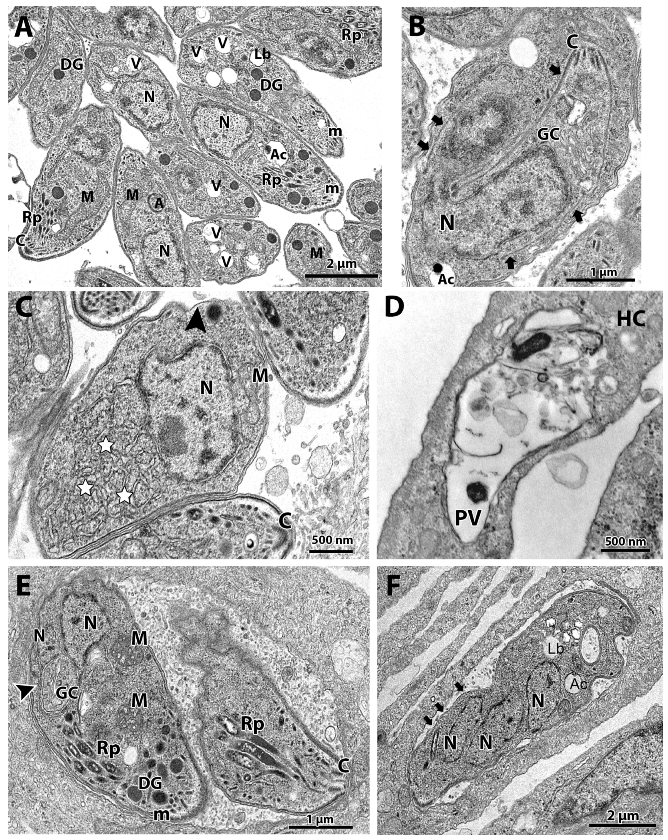 Microorganisms 12 02602 g002