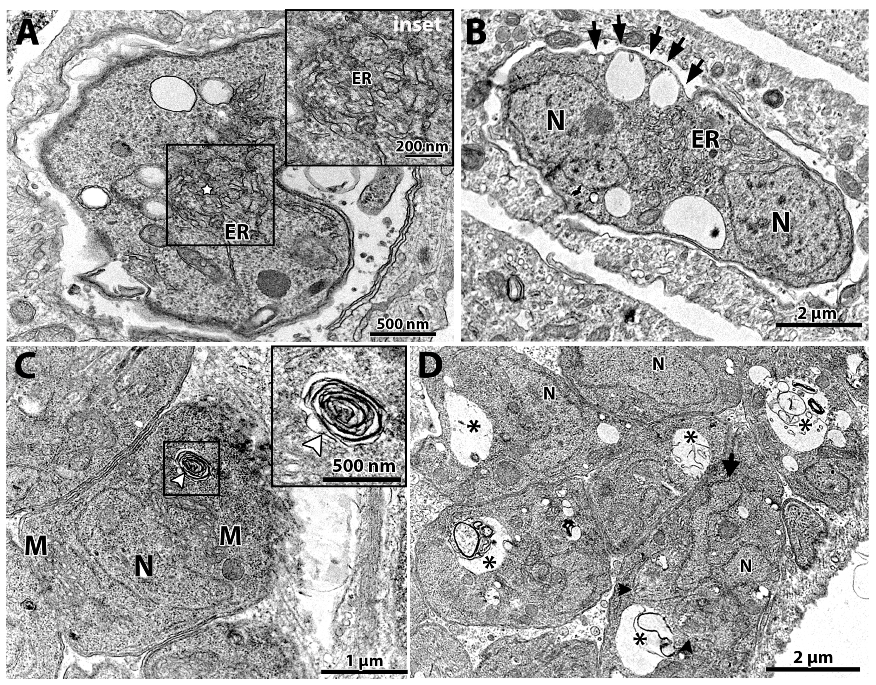 Microorganisms 12 02602 g004