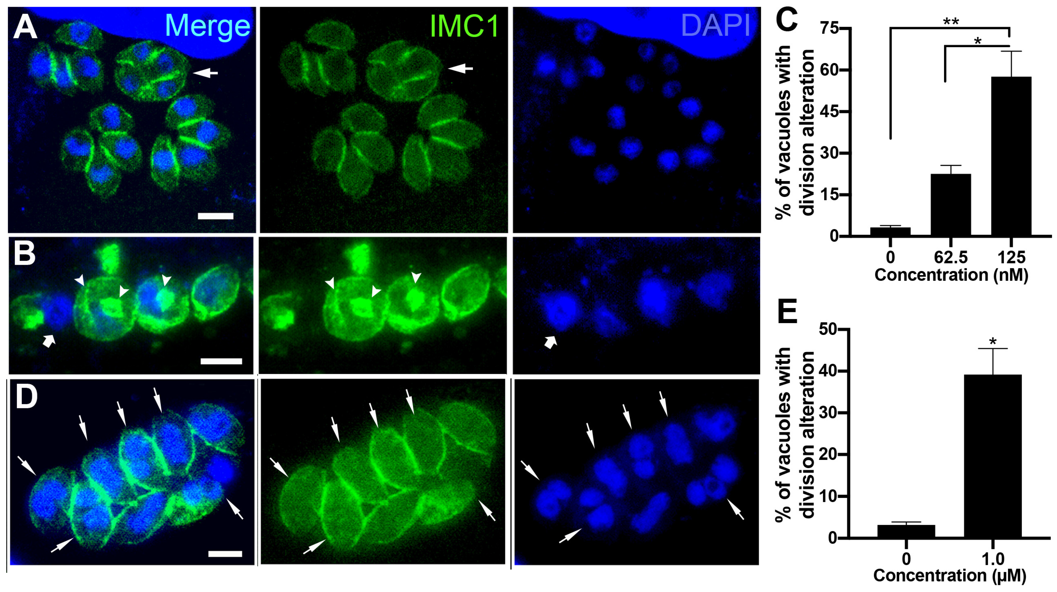 Microorganisms 12 02602 g005