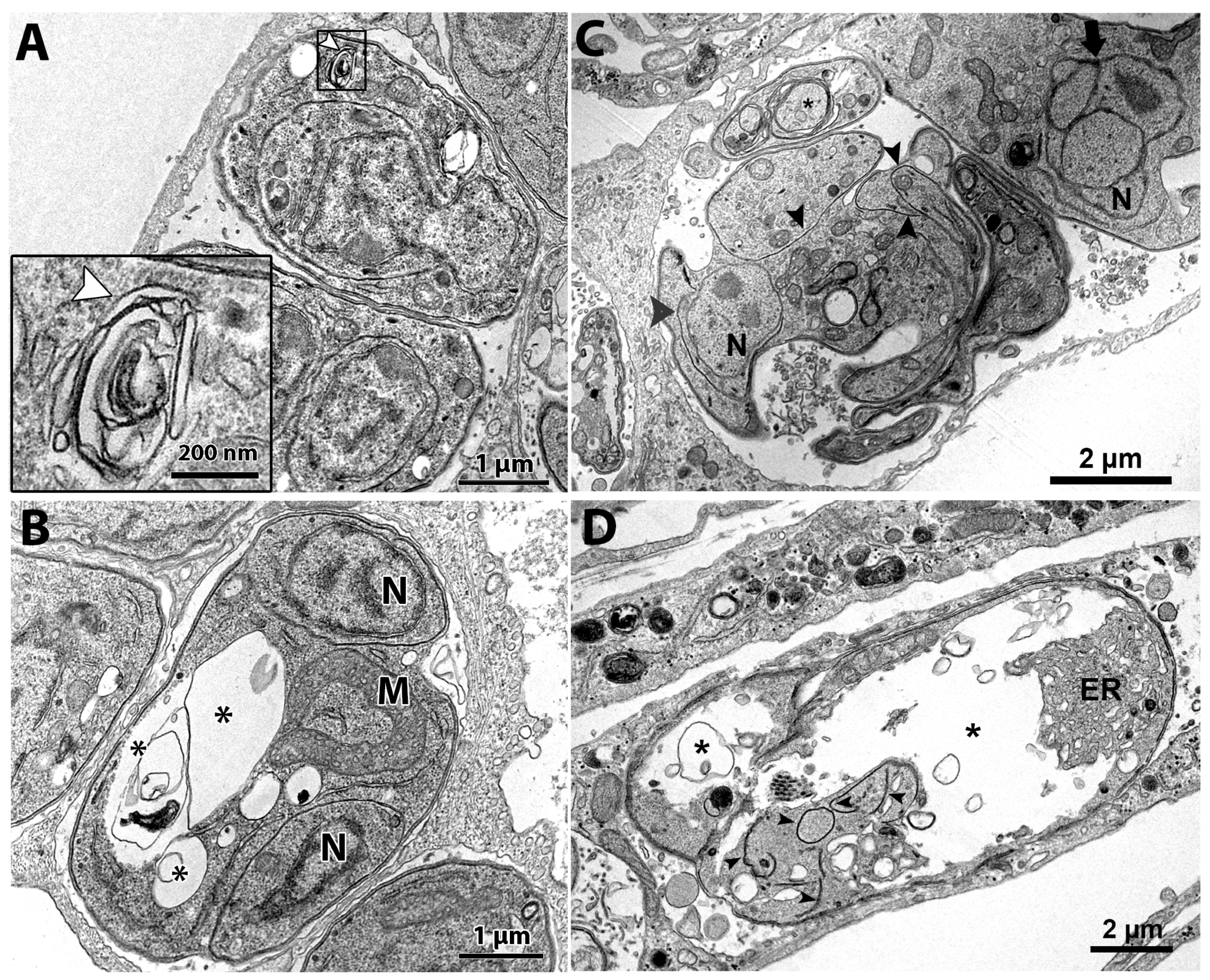 Microorganisms 12 02602 g006