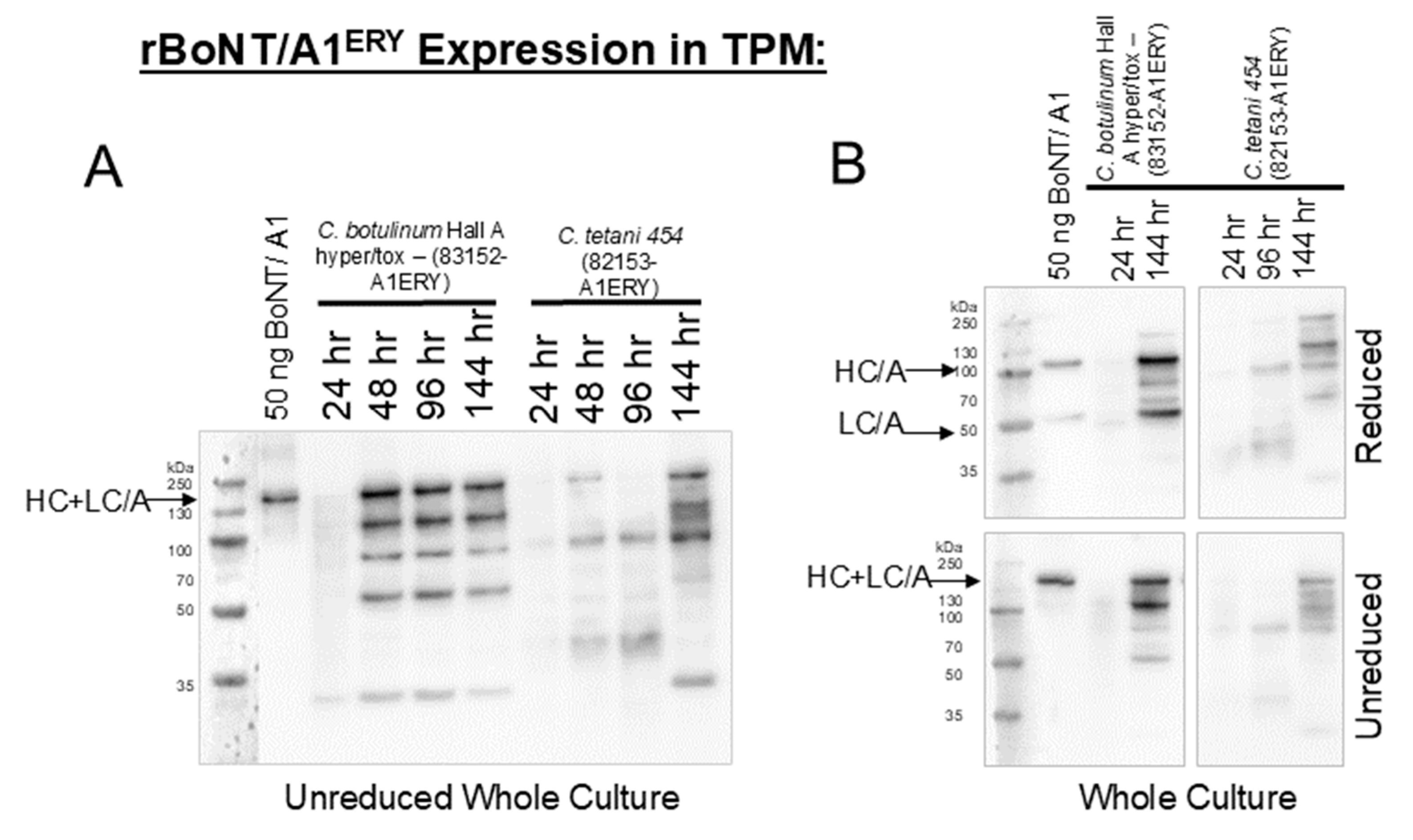 Microorganisms 12 02611 g002