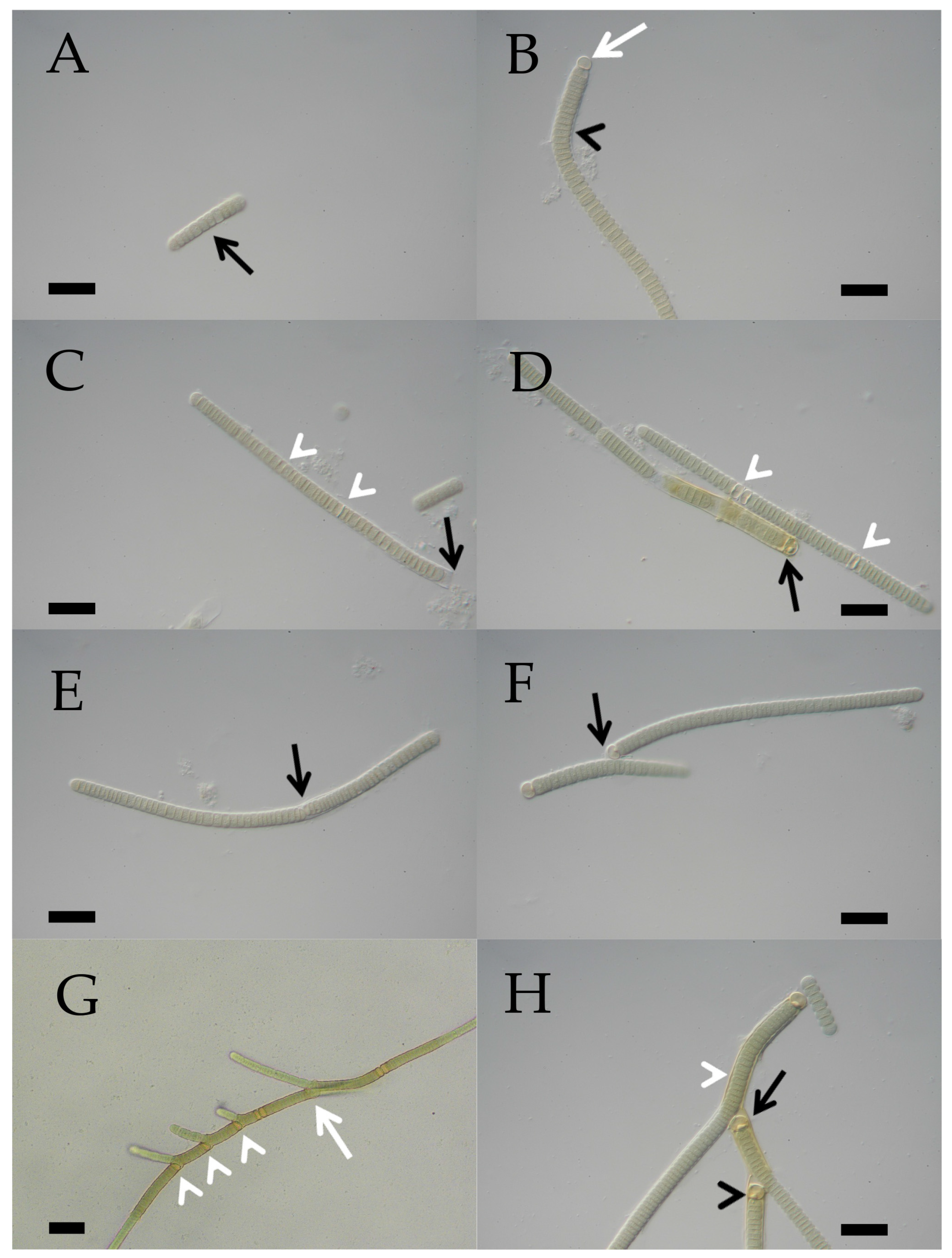 Microorganisms 12 02625 g005