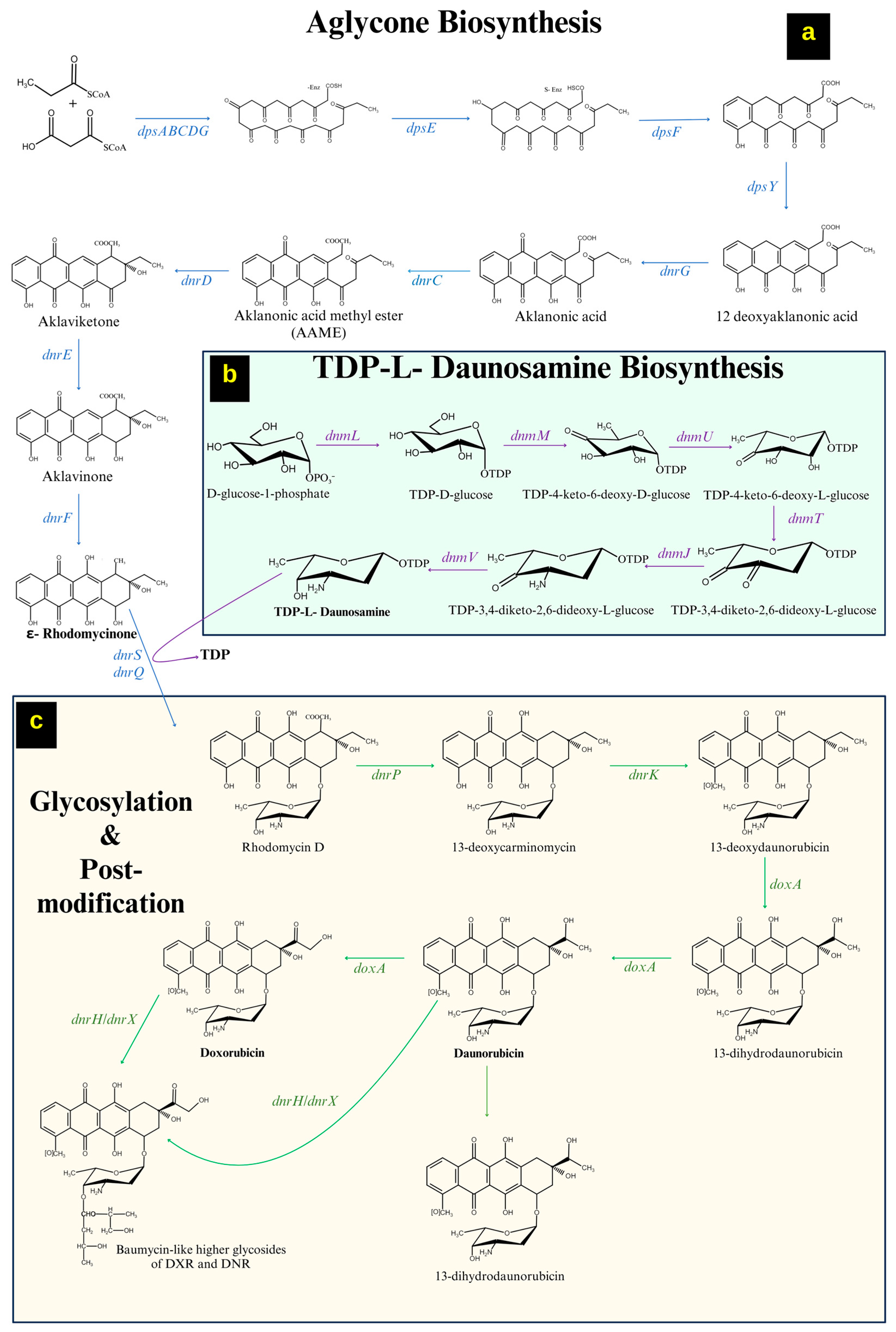Microorganisms 12 02639 g002 Microorganisms 12 02639 g002