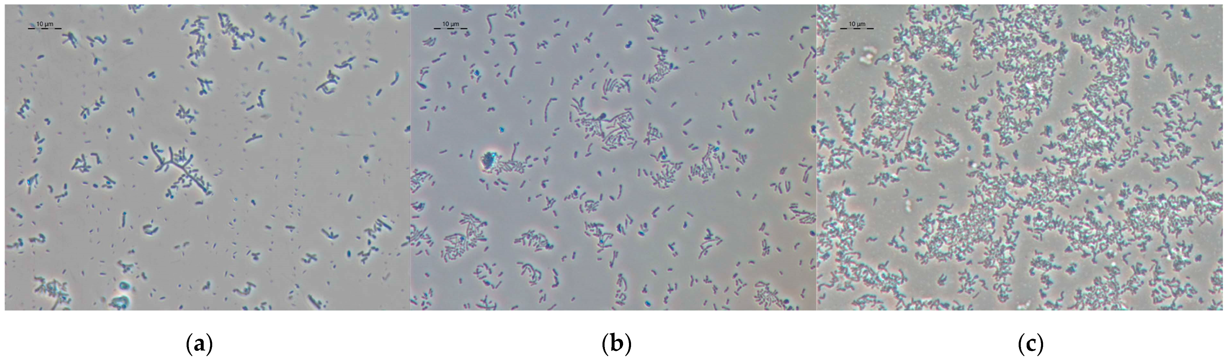 Microorganisms 12 02662 g003