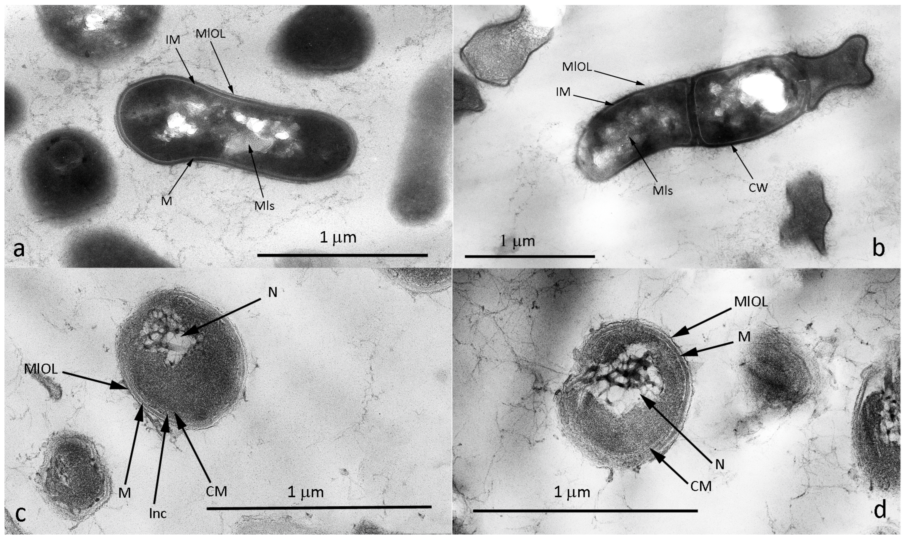 Microorganisms 12 02662 g004