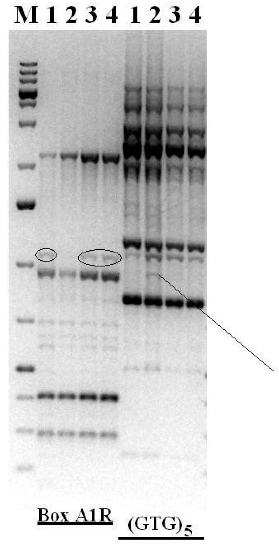 Microorganisms 12 02662 g007