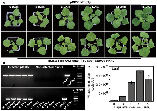Development of a TaqMan qPCR for the Simultaneous Detection