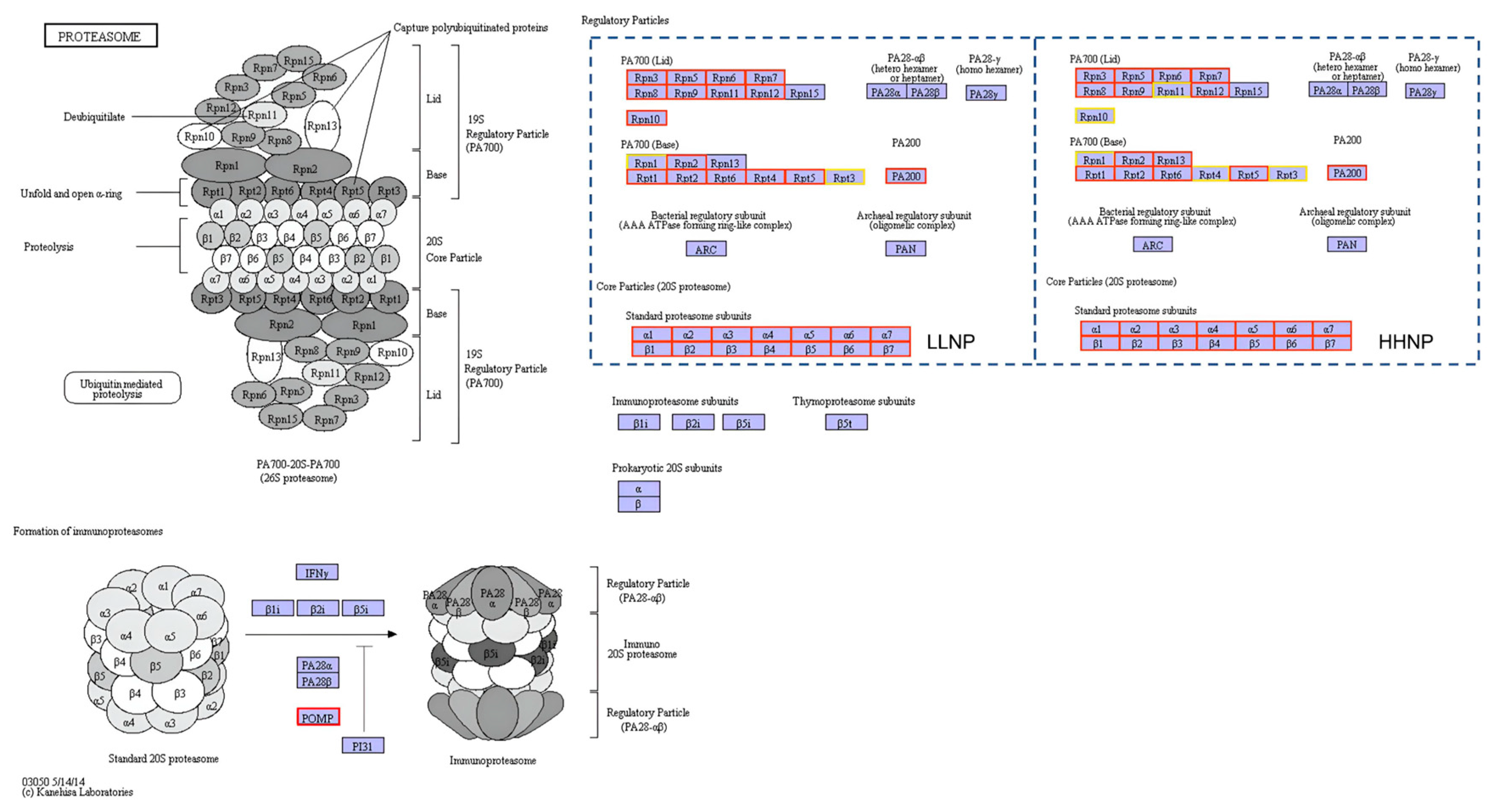 Microorganisms 12 02665 g008