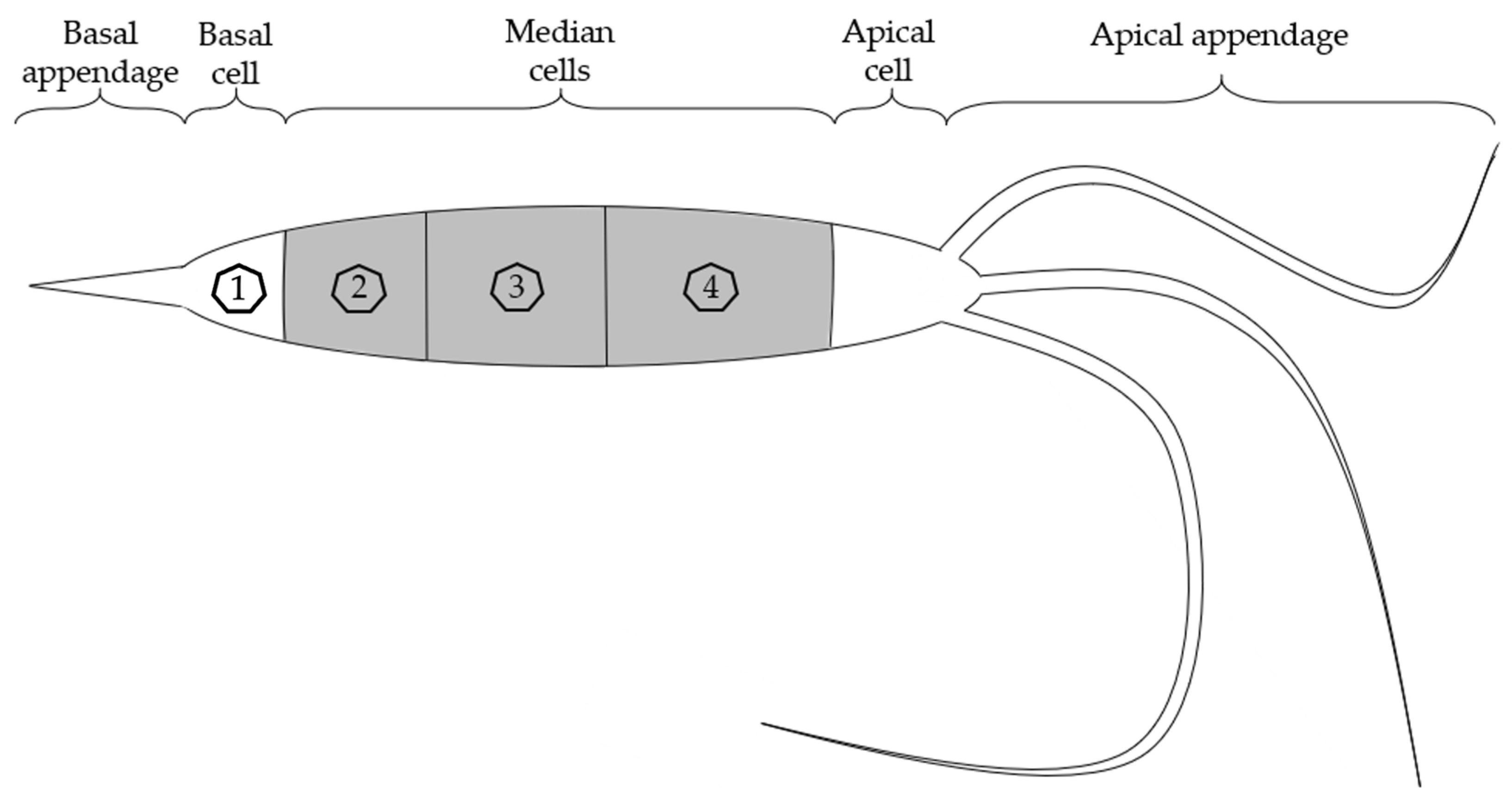 Microorganisms 13 00006 g001