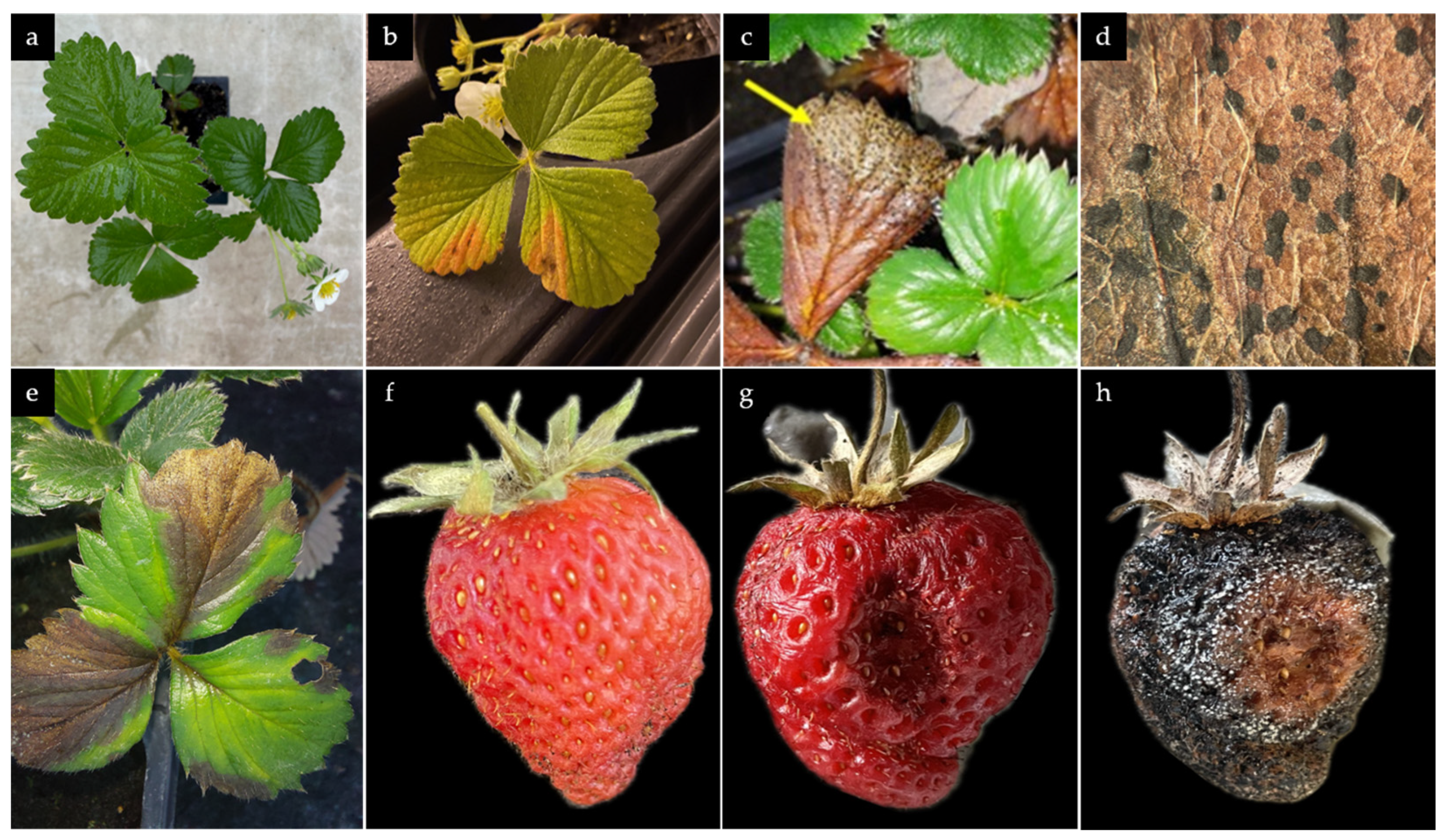 Microorganisms 13 00006 g004