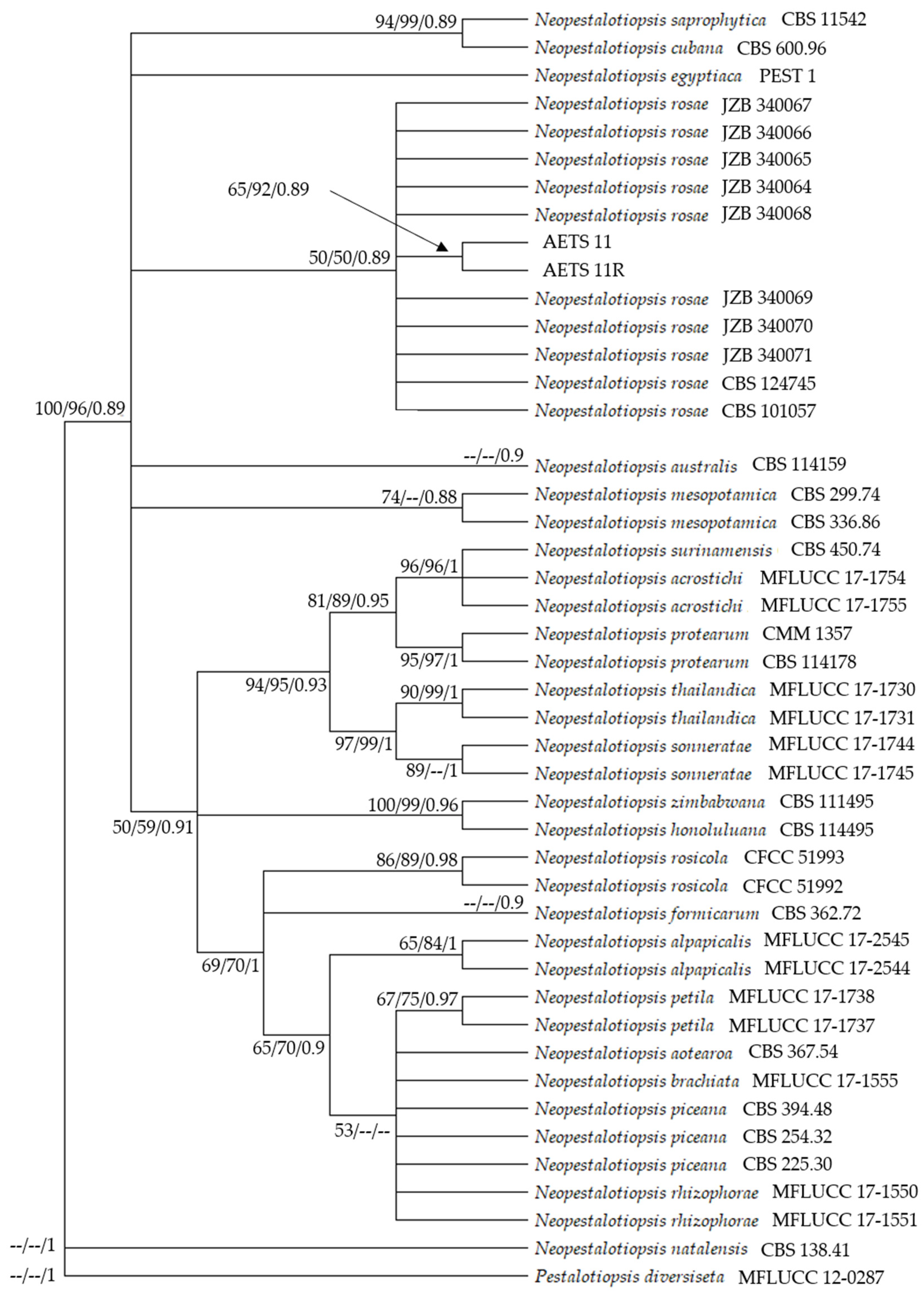 Microorganisms 13 00006 g005