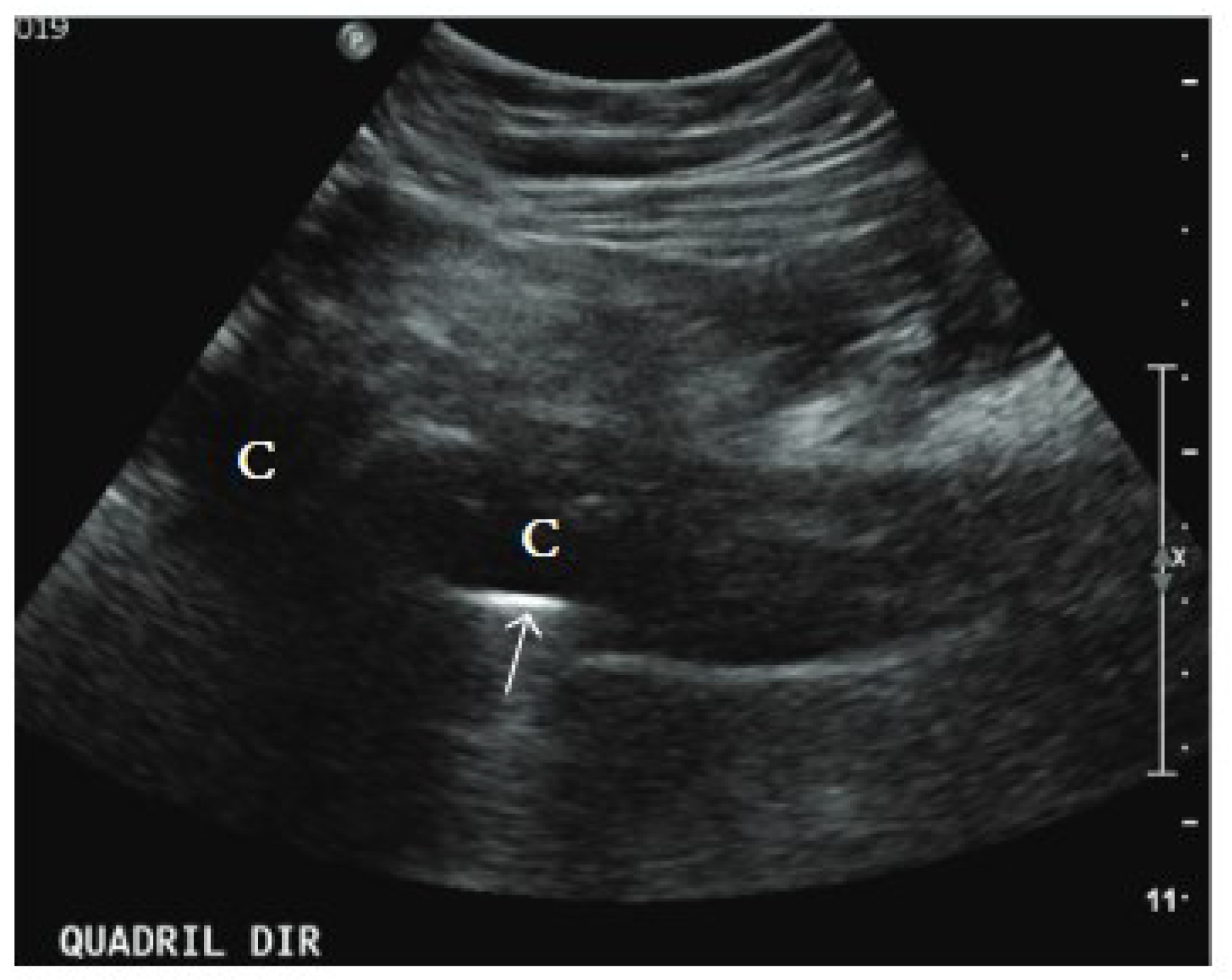 Microorganisms 13 00010 g002 Microorganisms 13 00010 g002