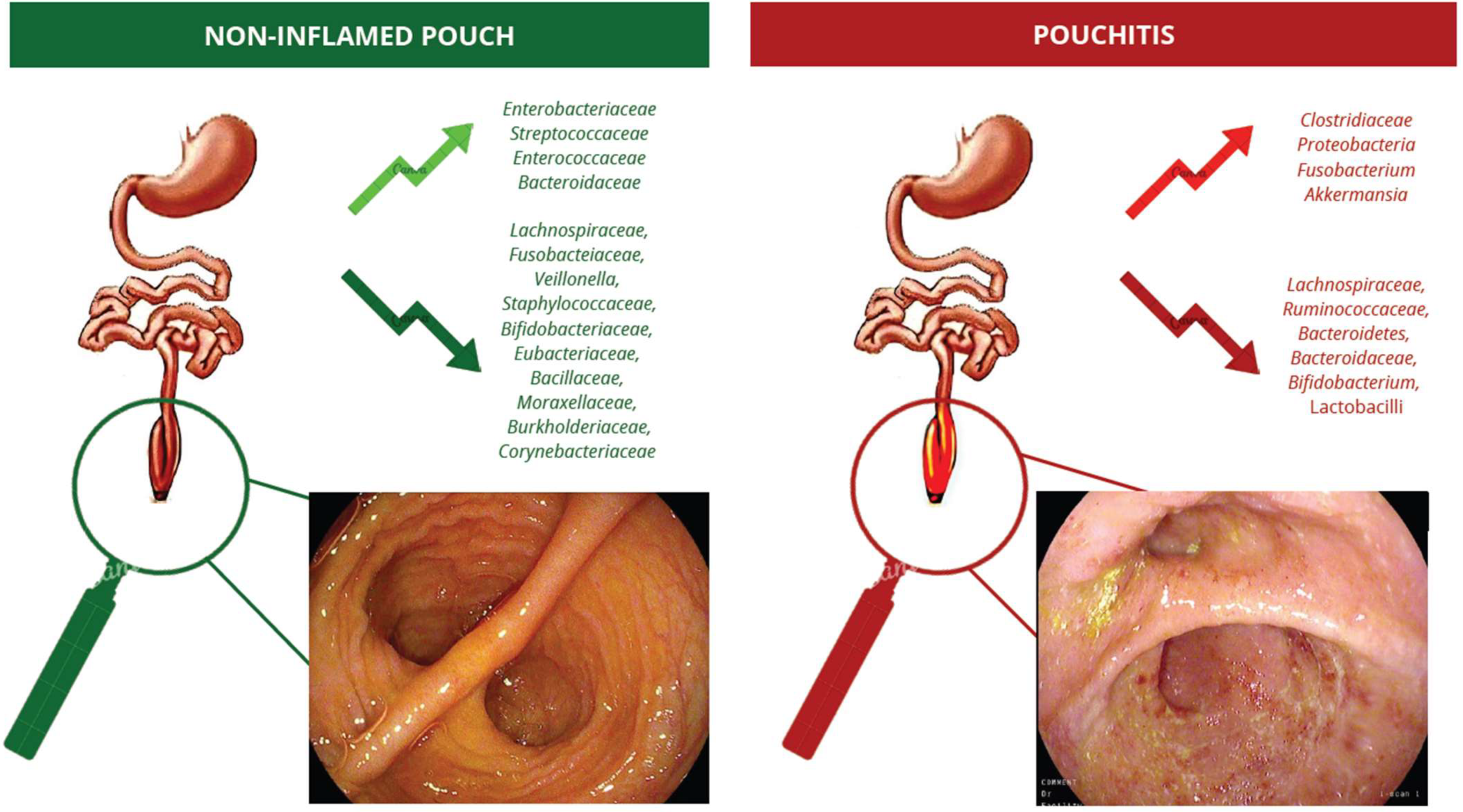 Microorganisms 13 00019 g001