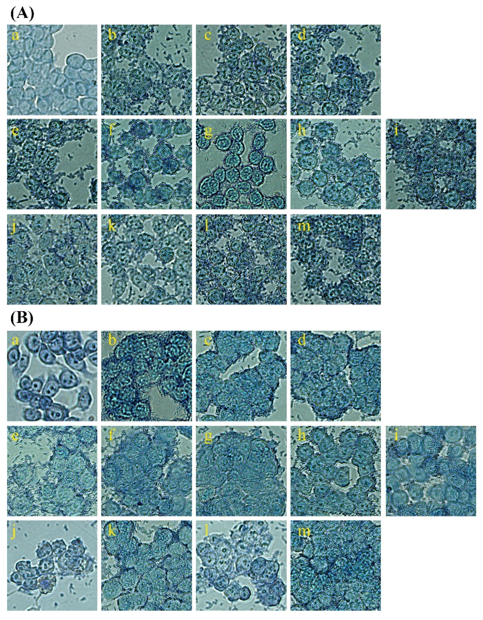 Microorganisms 13 00032 g004