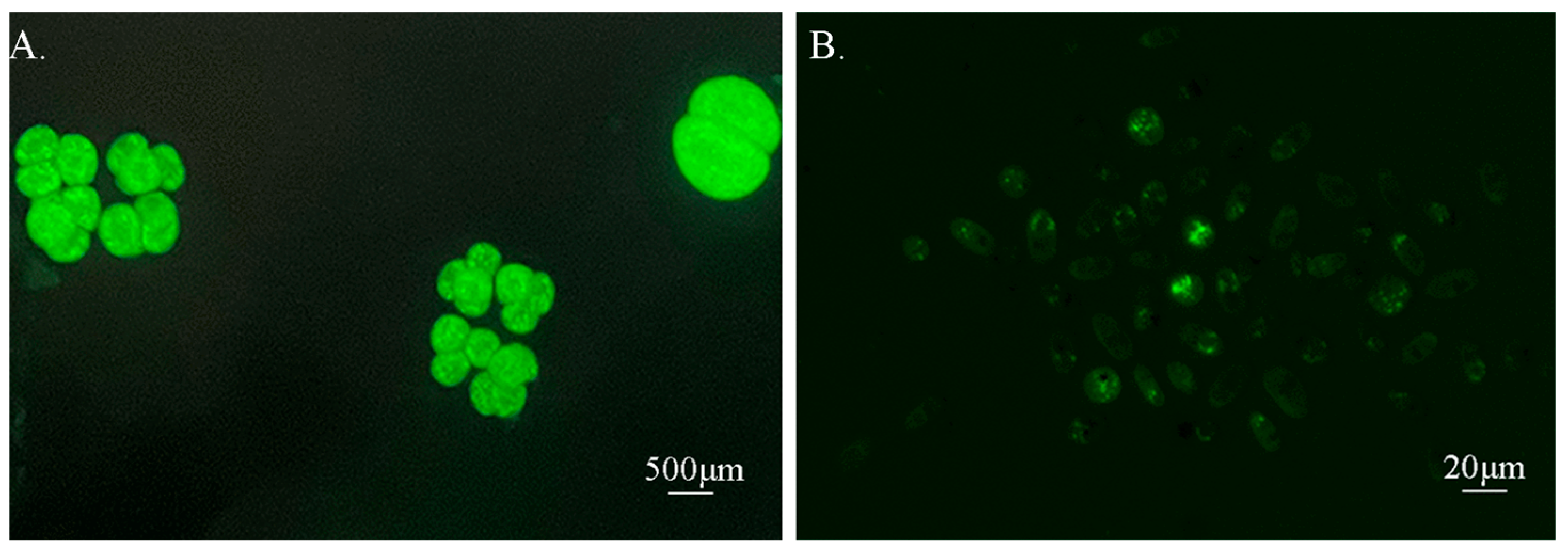 Microorganisms 13 00038 g001 Microorganisms 13 00038 g001