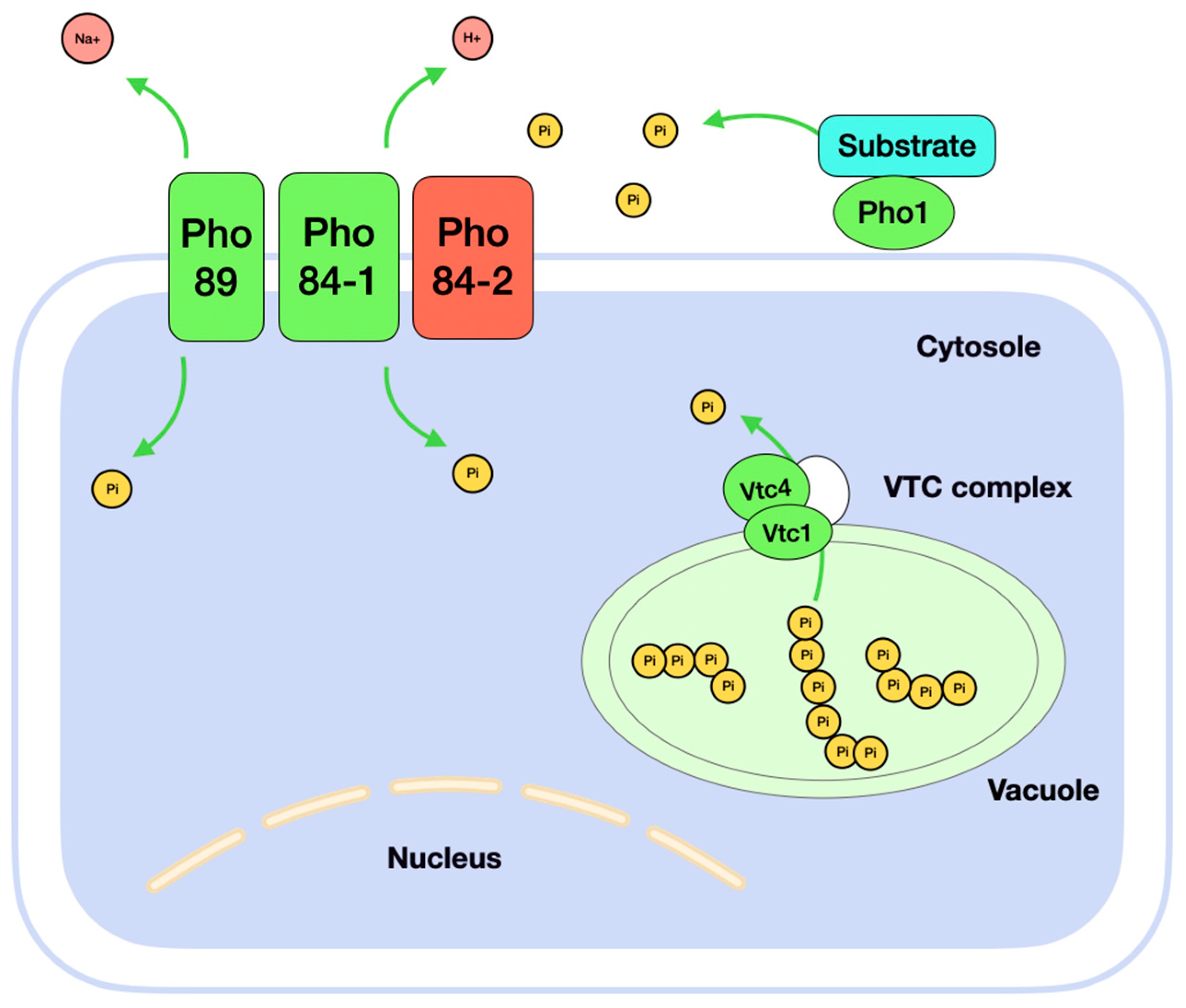 Microorganisms 13 00039 g002 Microorganisms 13 00039 g002