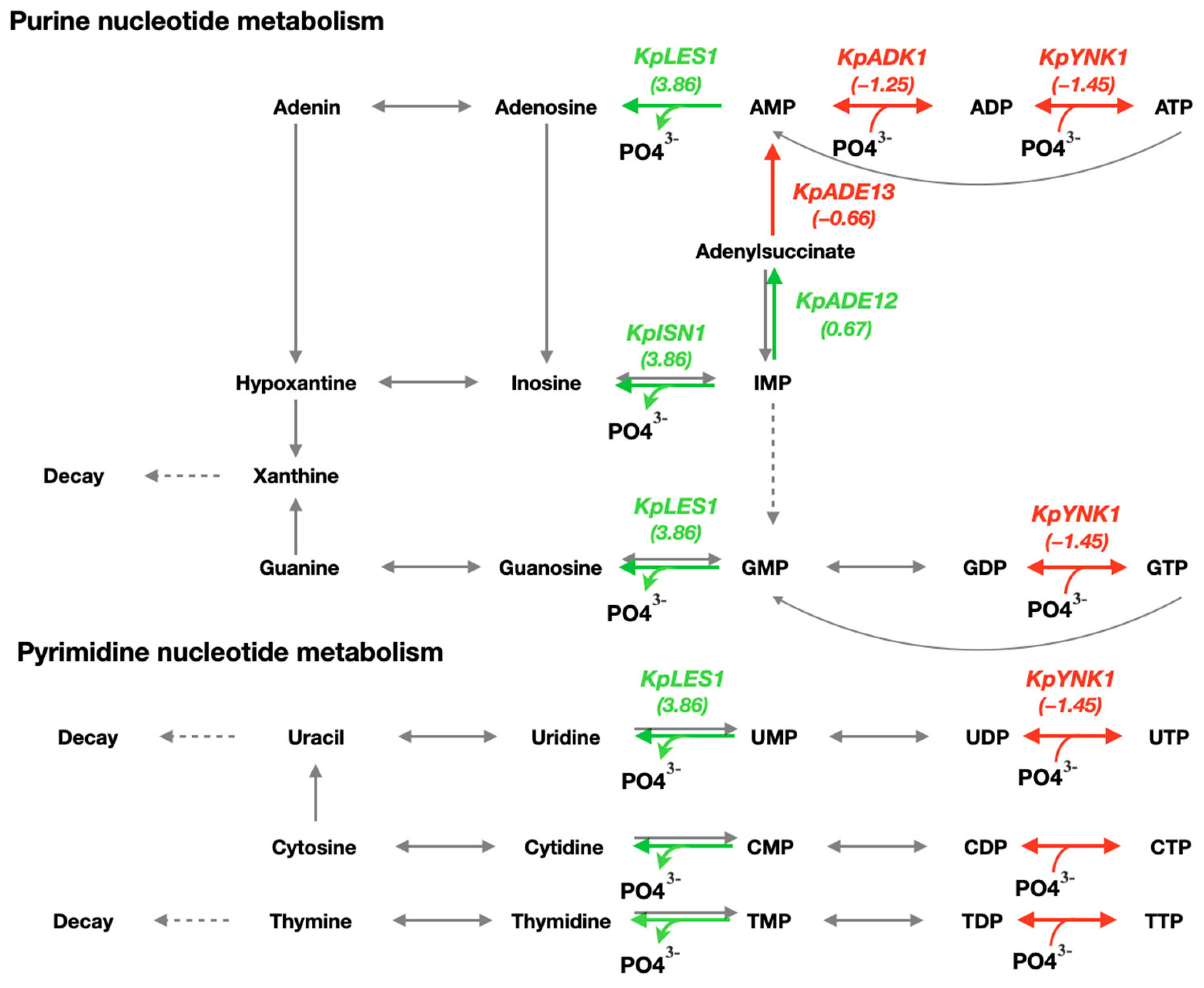 Microorganisms 13 00039 g005 Microorganisms 13 00039 g005