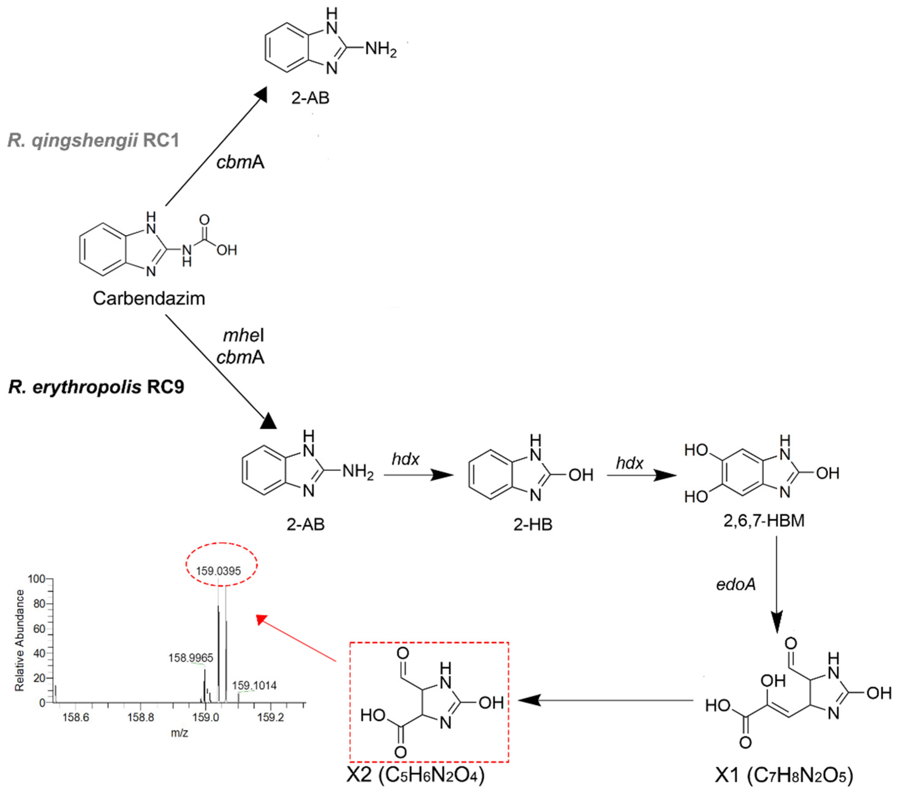 Microorganisms 13 00040 g003