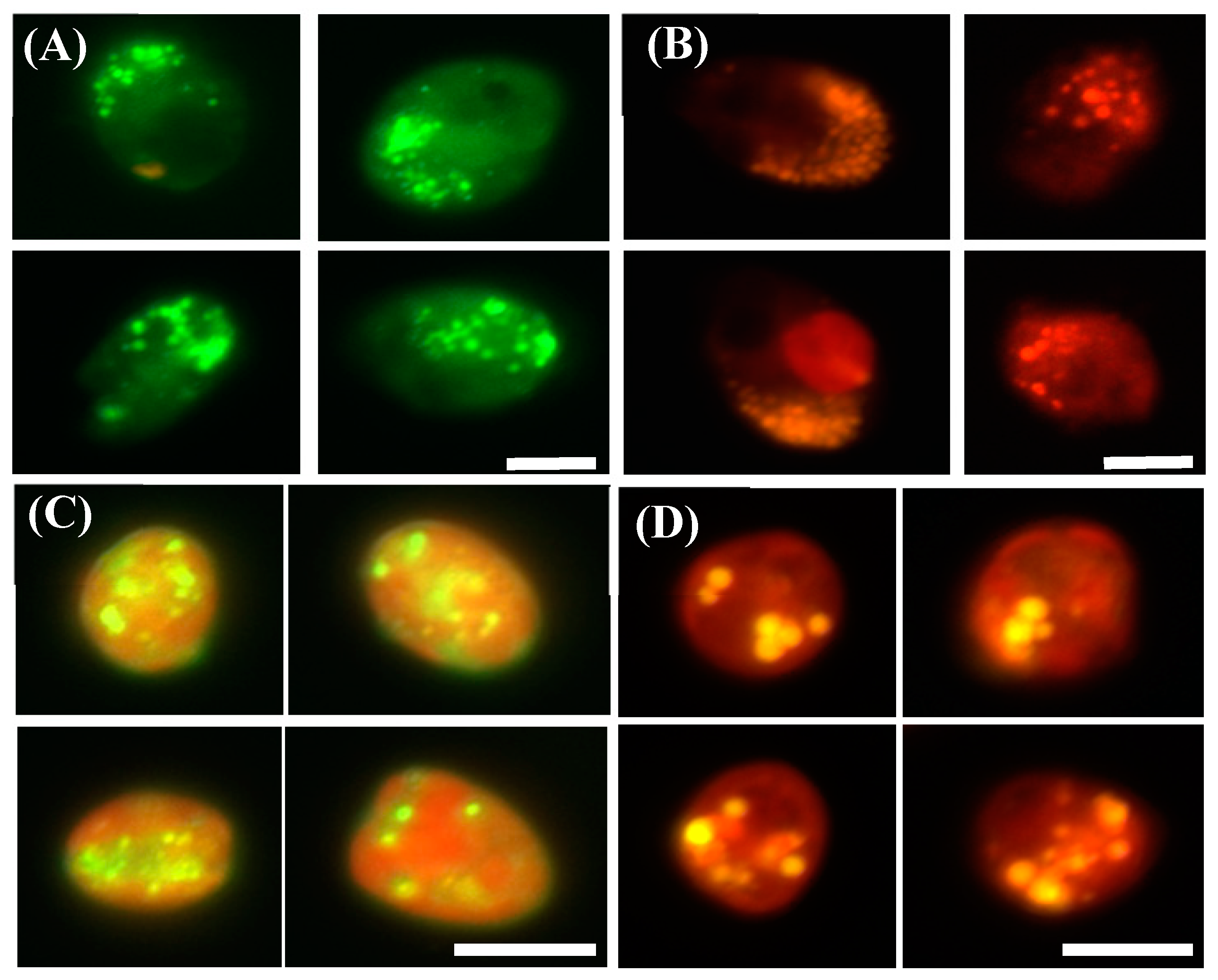 Microorganisms 13 00044 g005