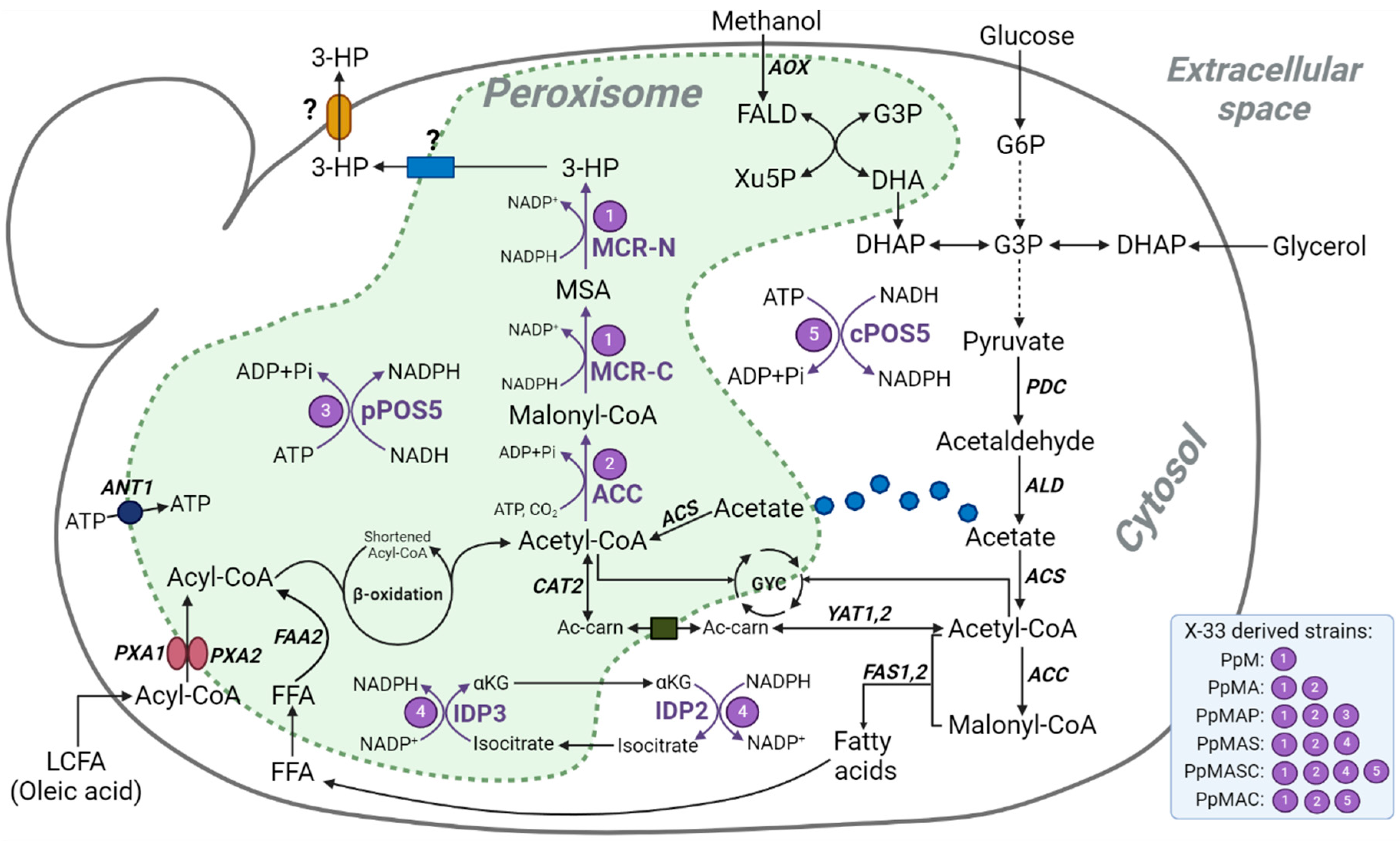 Microorganisms 13 00046 g001 Microorganisms 13 00046 g001
