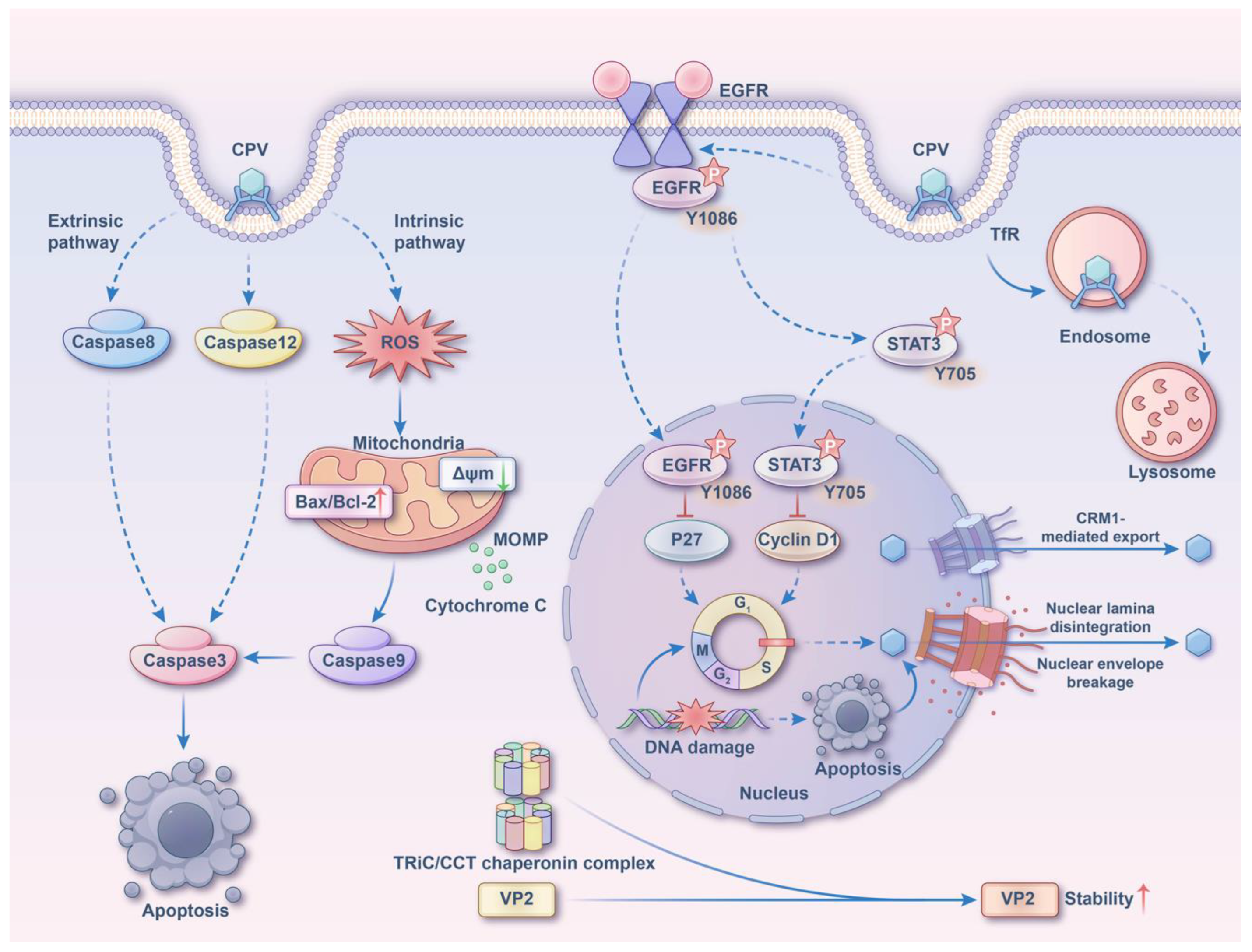 Microorganisms 13 00047 g002