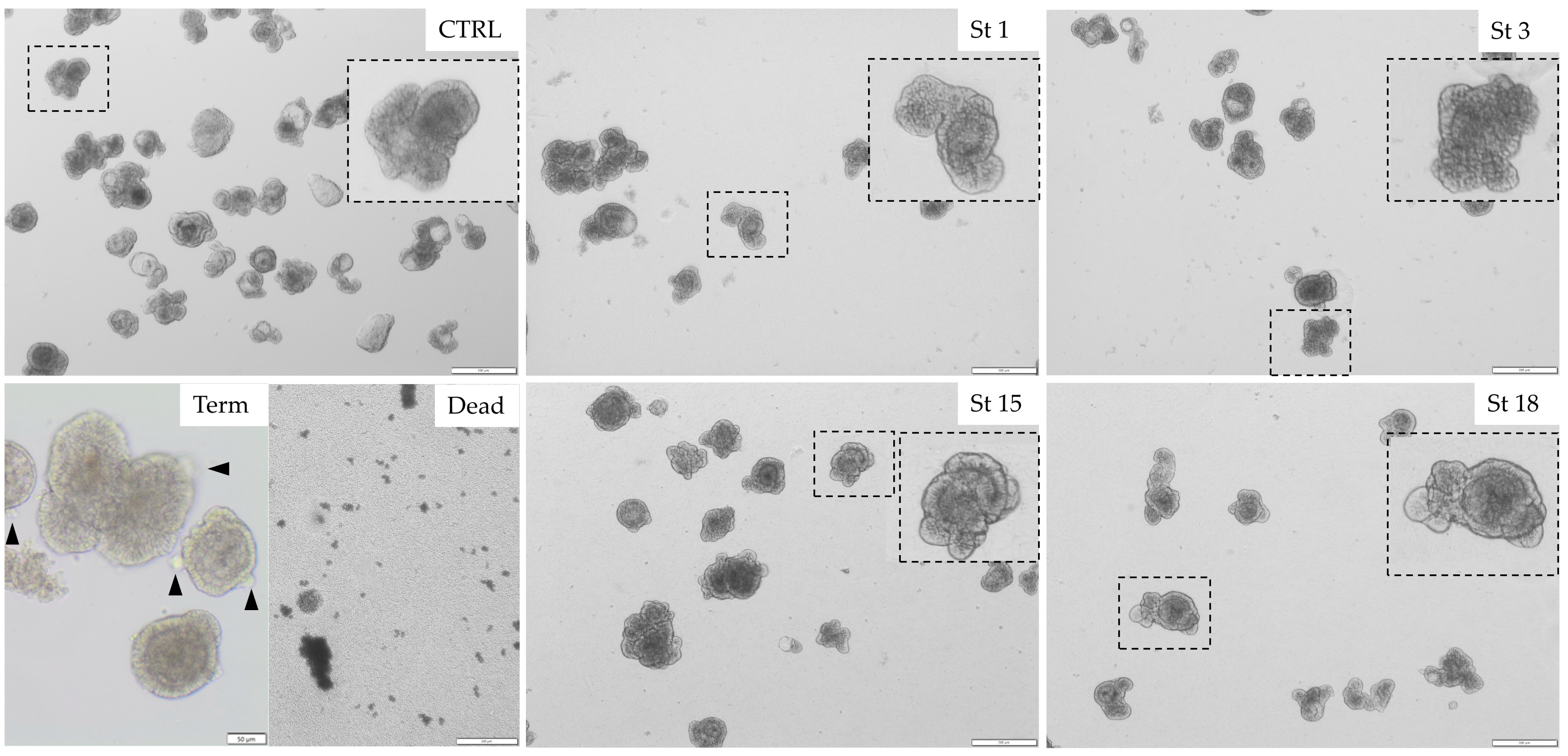 Microorganisms 13 00050 g001