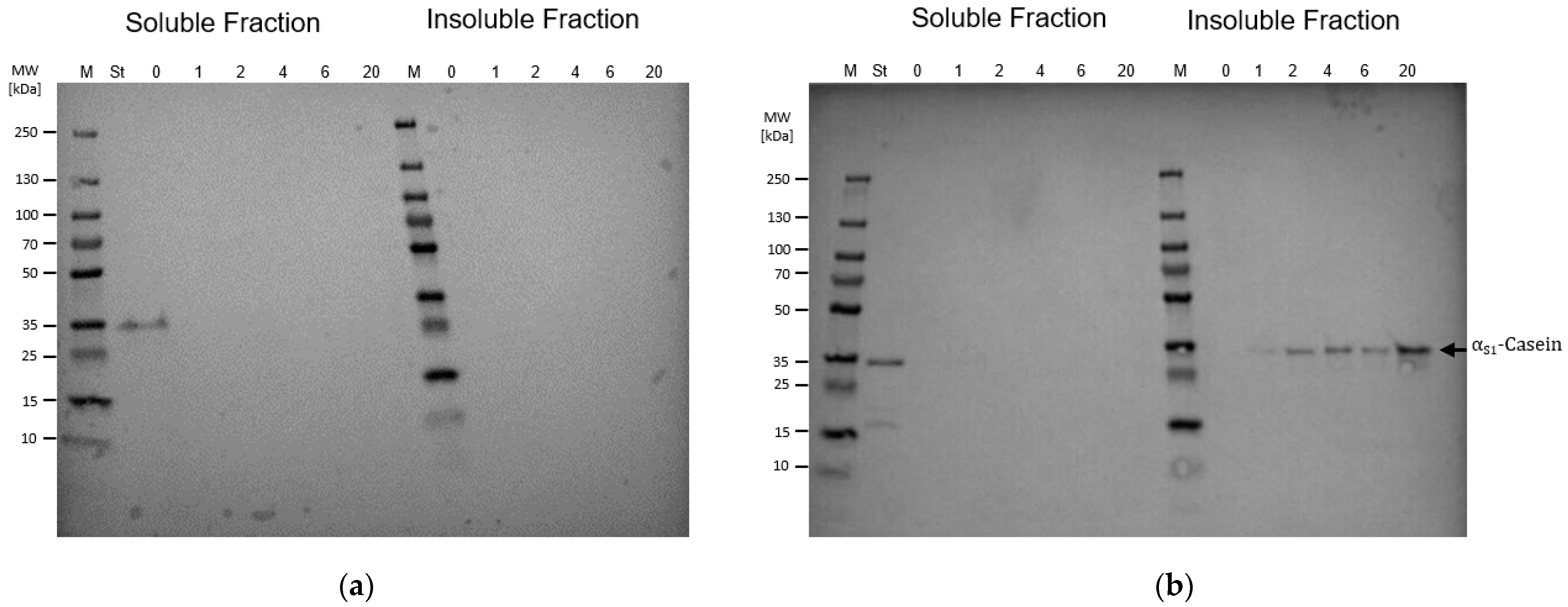 Microorganisms 13 00060 g001