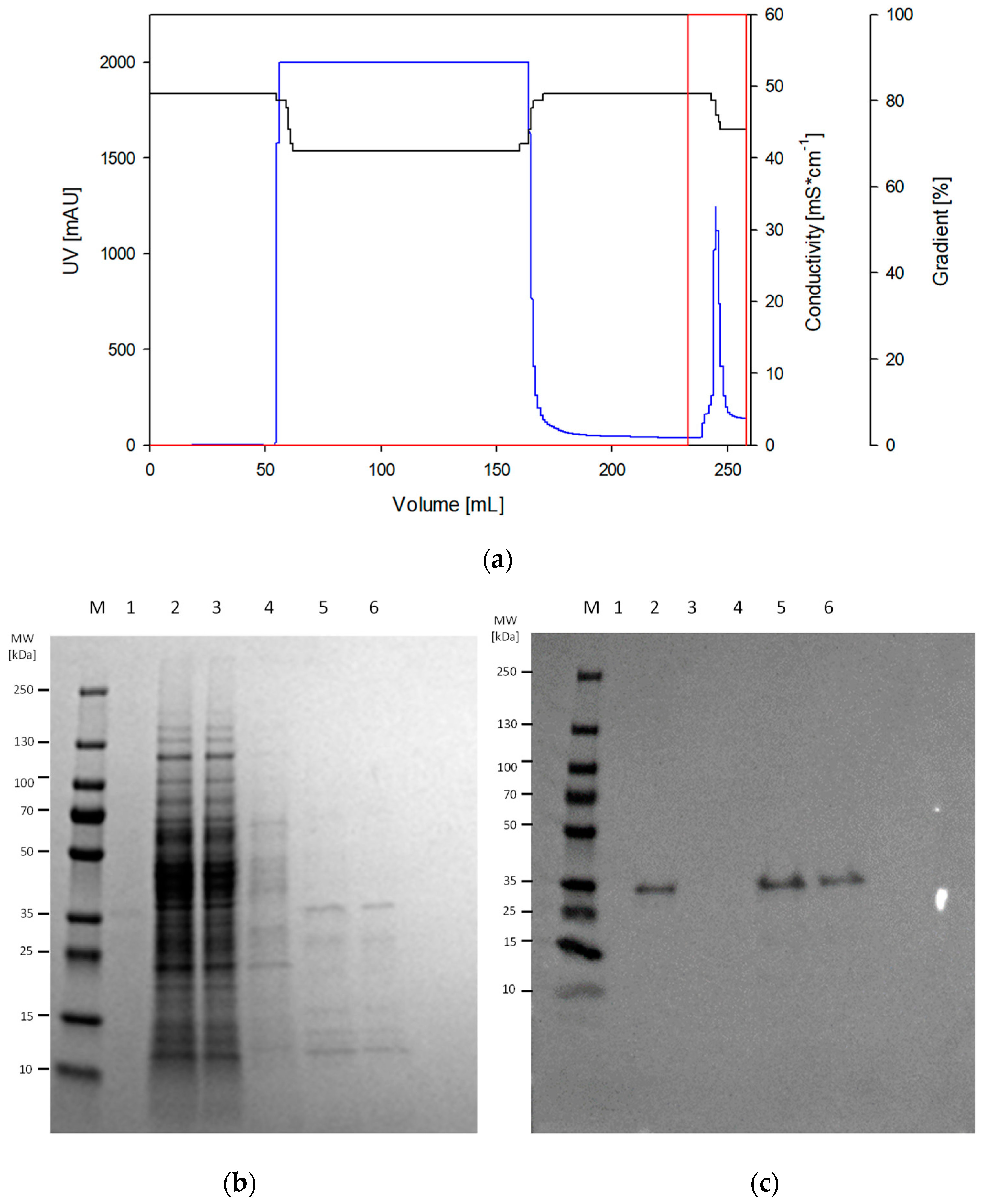 Microorganisms 13 00060 g003