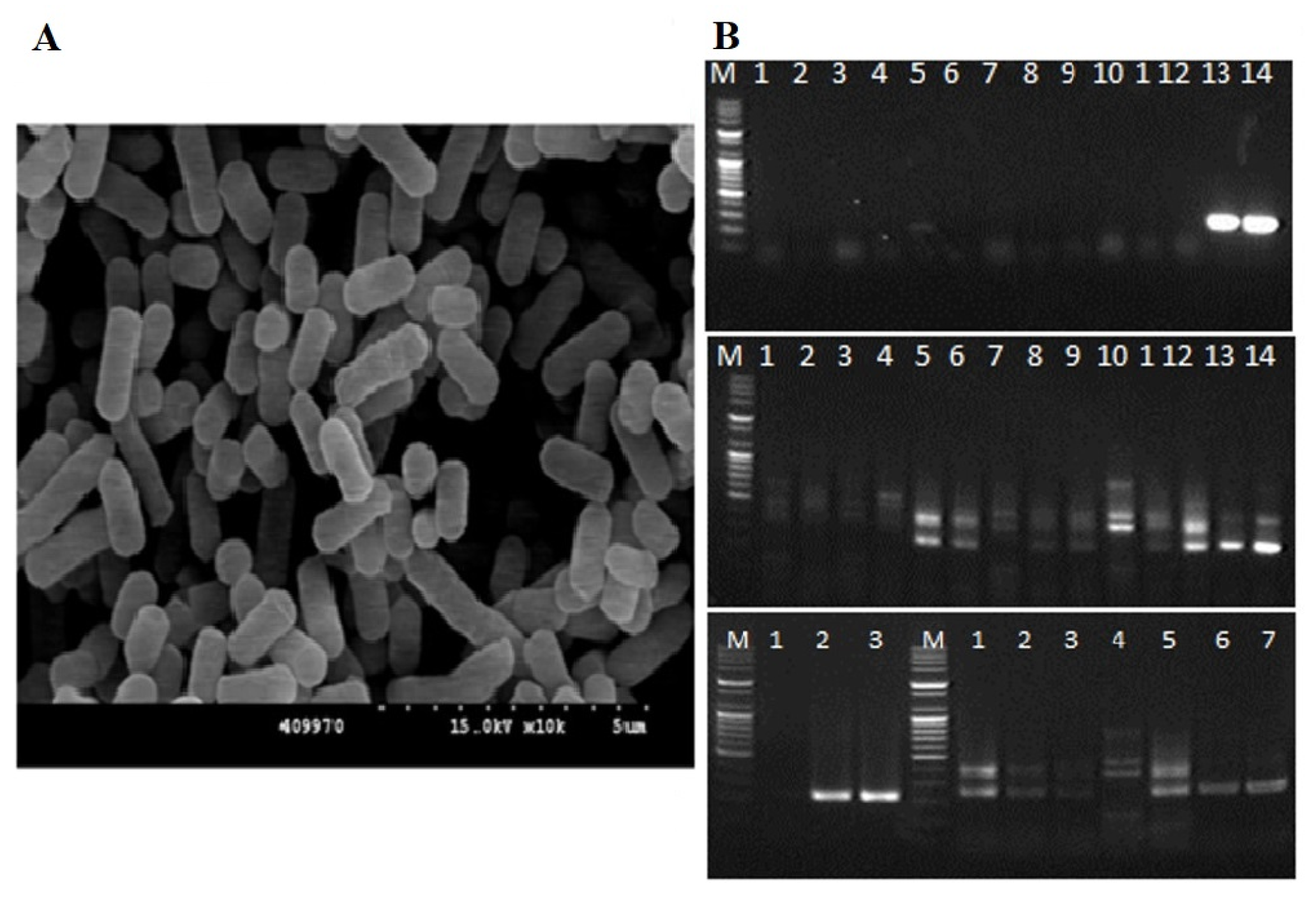 Microorganisms 13 00061 g002