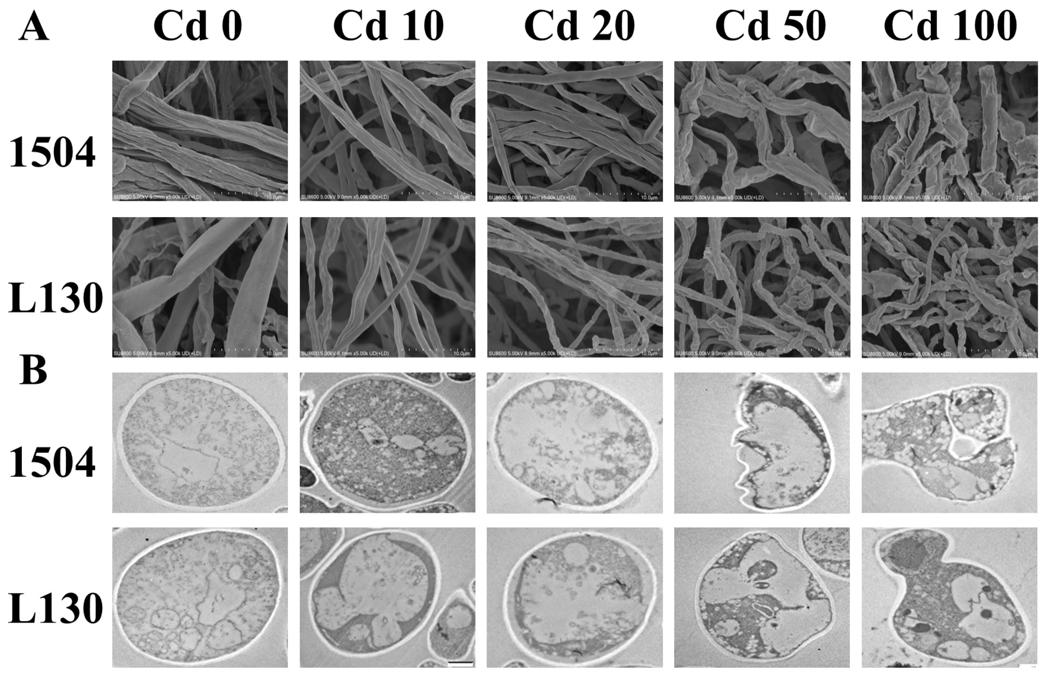 Microorganisms 13 00062 g002