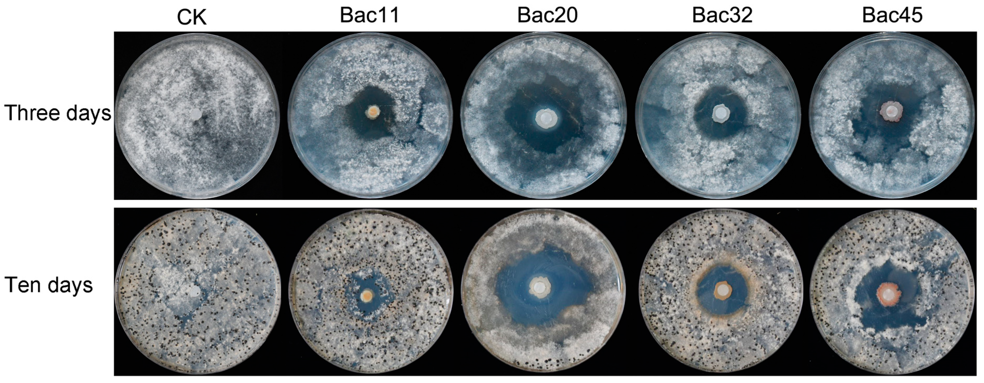 Microorganisms 13 00068 g001