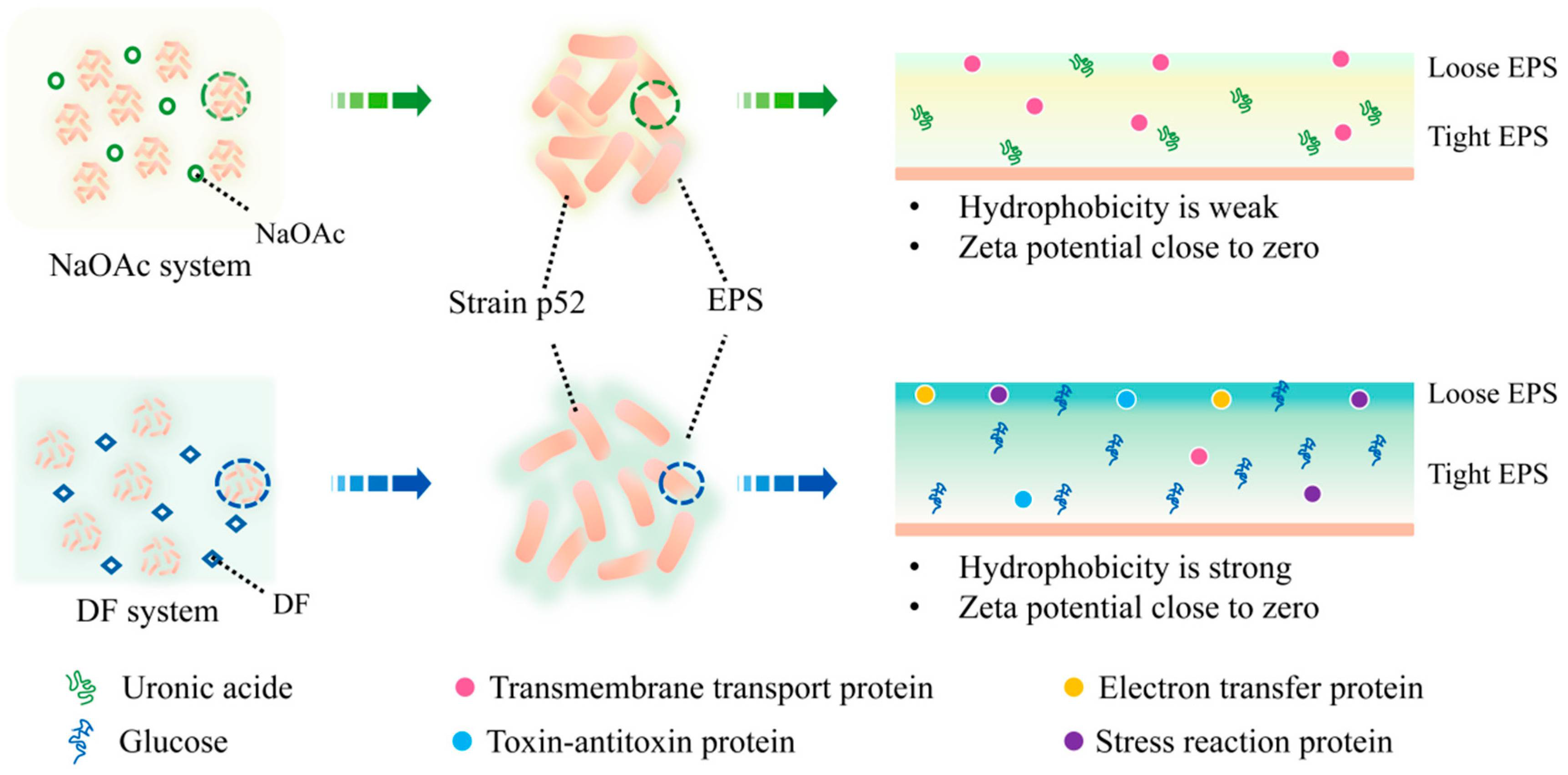 Microorganisms 13 00093 g007
