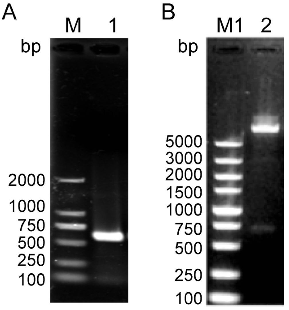 Microorganisms 13 00142 g003